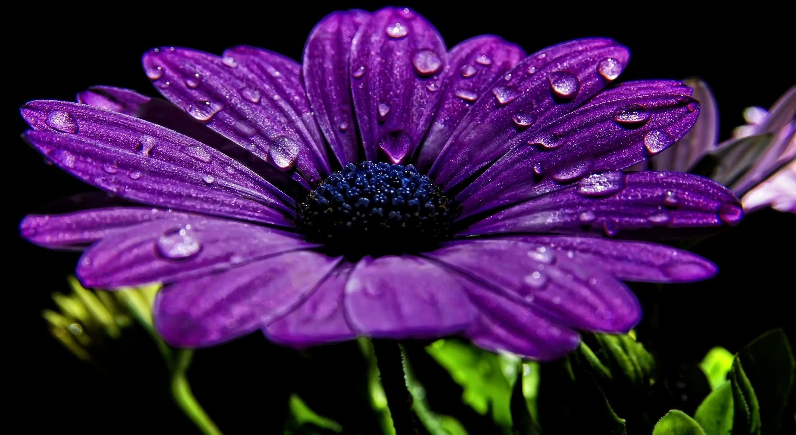 Purple Flowers 桌布 壁紙 — 一朵充滿活力的紫色花朵，帶有露珠，在純黑色背景下閃閃發光。