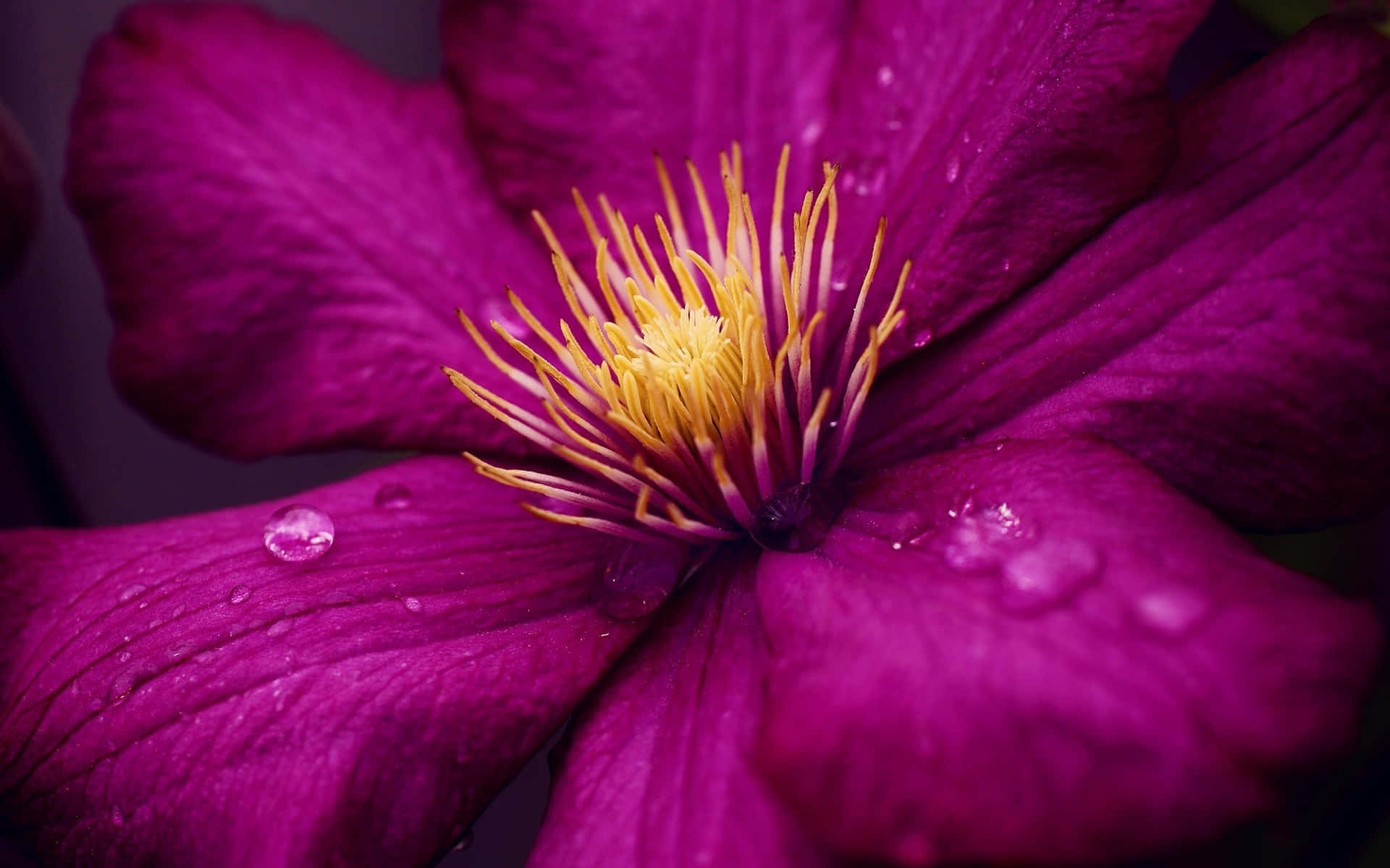 Beautiful Macro 桌布 壁紙 — 一朵充滿活力的紫色花朵特寫，帶有黃色雄蕊和花瓣上閃閃發光的露珠。