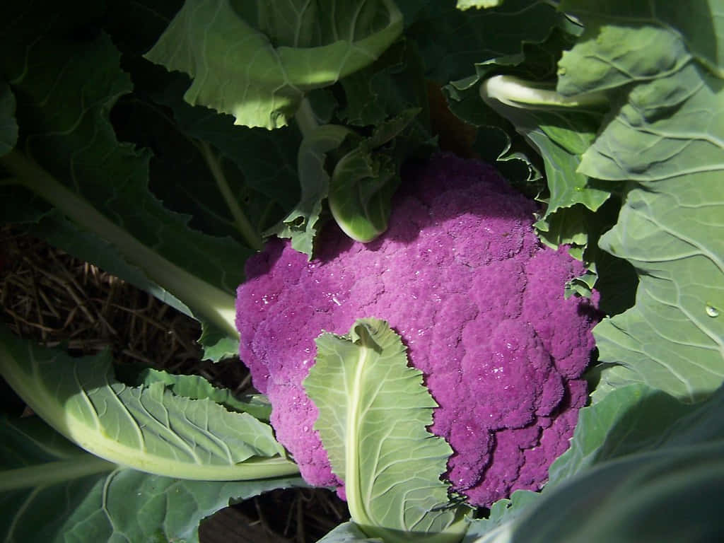 Purple Cauliflower 桌布 壁紙 — 一朵充滿活力的紫色花椰菜，依偎在陽光普照的花園苗床中茂密的綠葉之間。