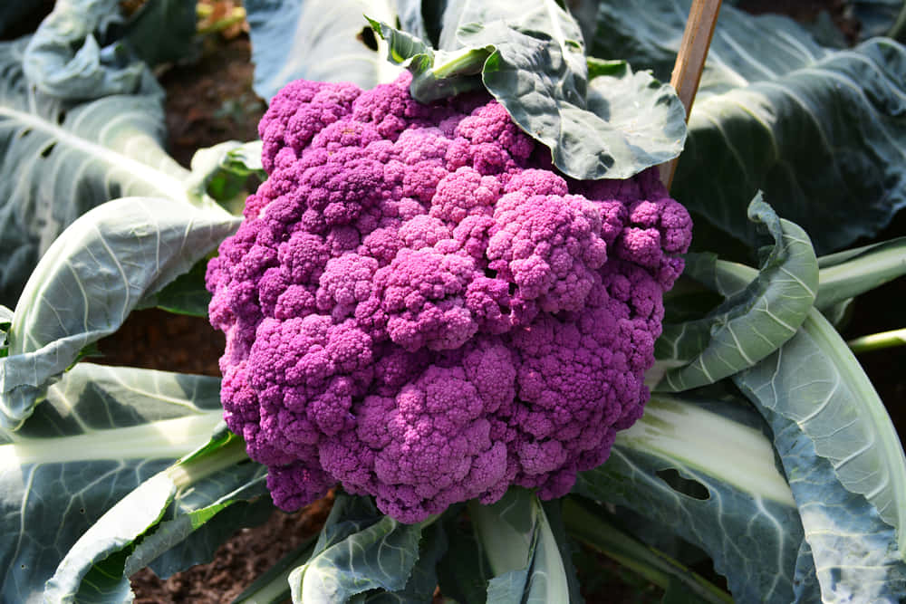 Purple Cauliflower 桌布 壁紙 — 一朵充滿活力的紫色花椰菜在陽光普照的花園苗床中，於大片綠葉間盛開。