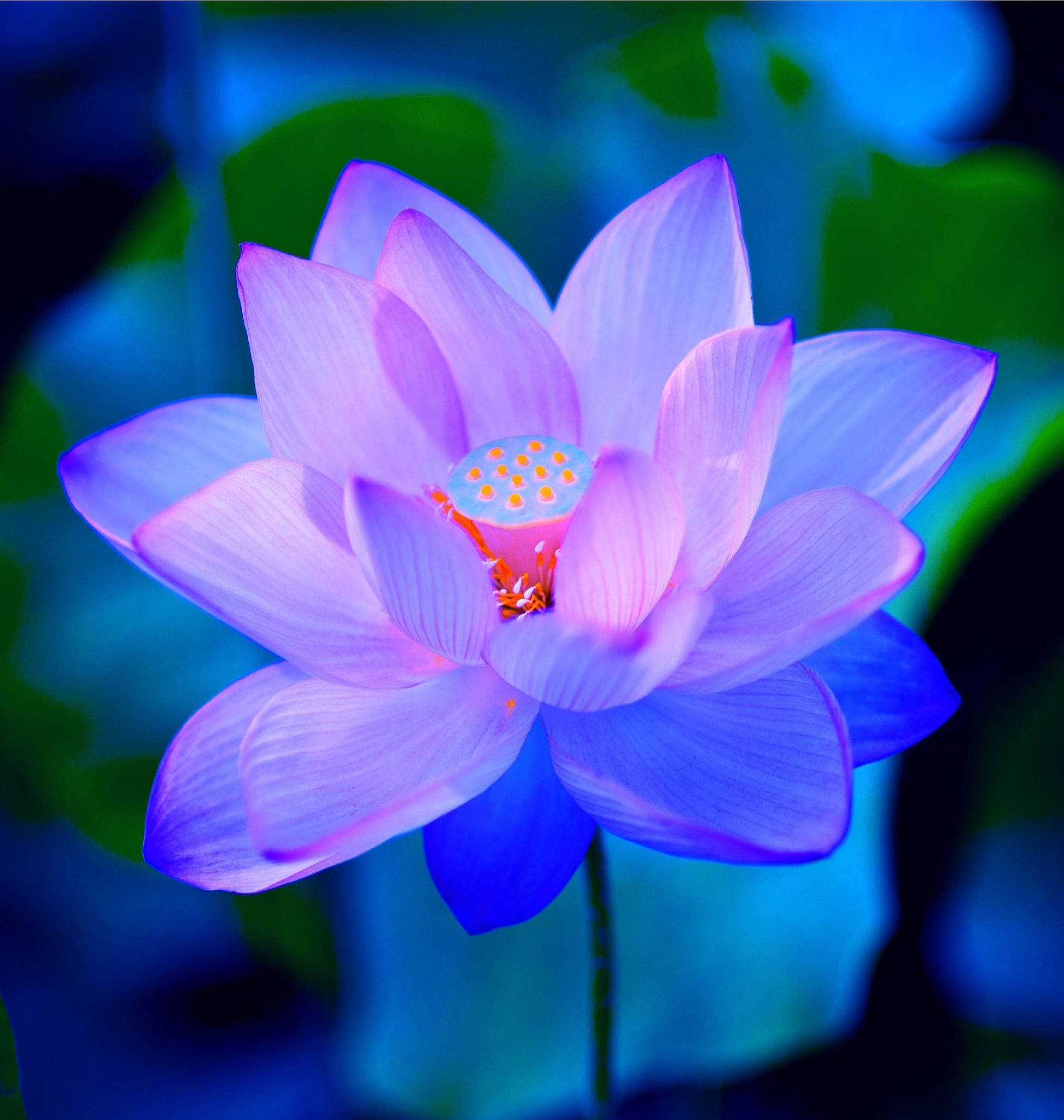 lotus 桌布 壁紙 — 一朵充滿活力的紫色蓮花盛開，帶有發光的藍色花瓣，背景是深藍綠色的模糊背景。