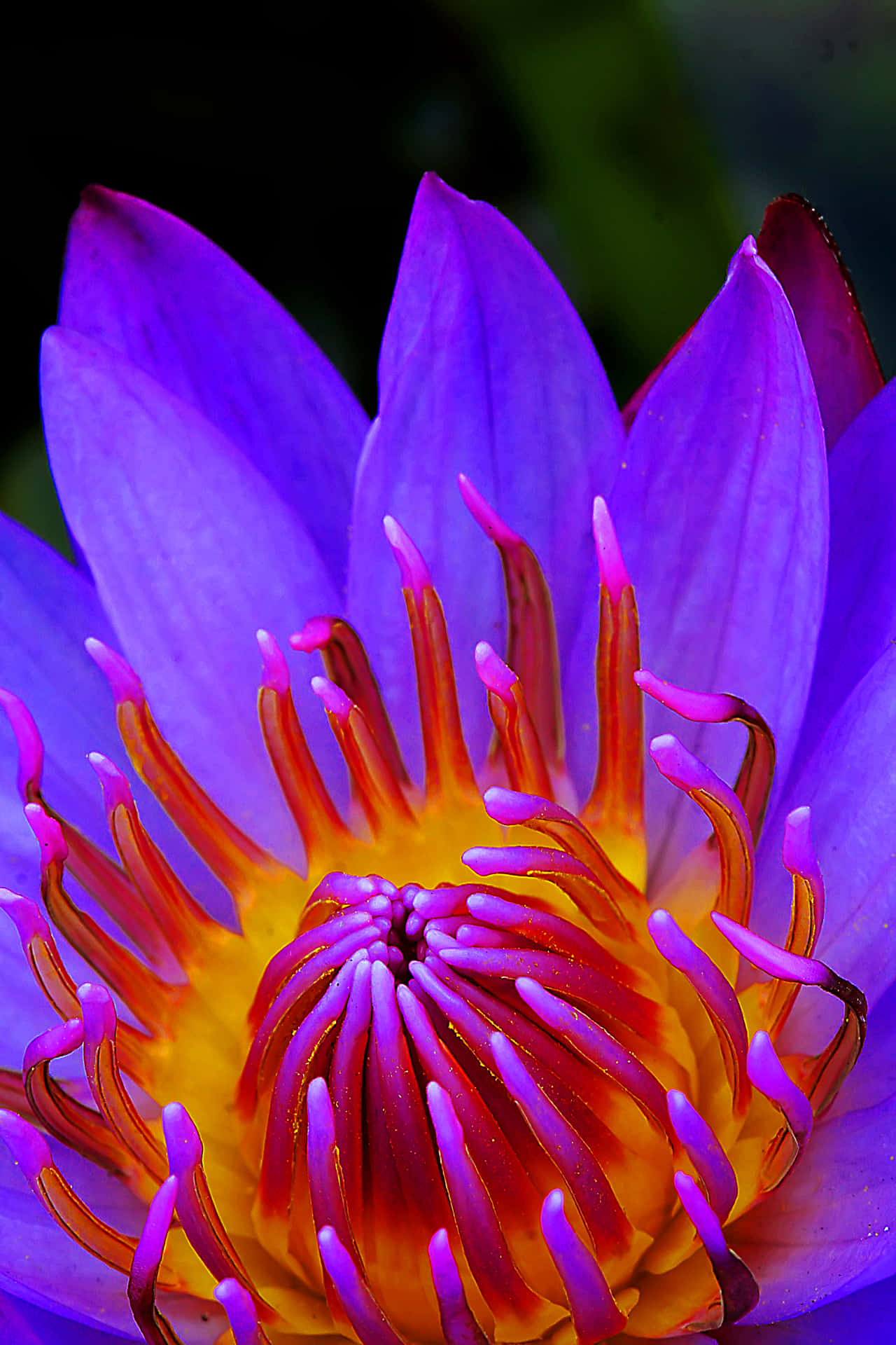 purple lotus flower 壁紙 — 一朵充滿活力的紫色蓮花盛開，帶有火熱的橙色雄蕊和精緻的粉紅色尖端，背景是深綠色模糊的。