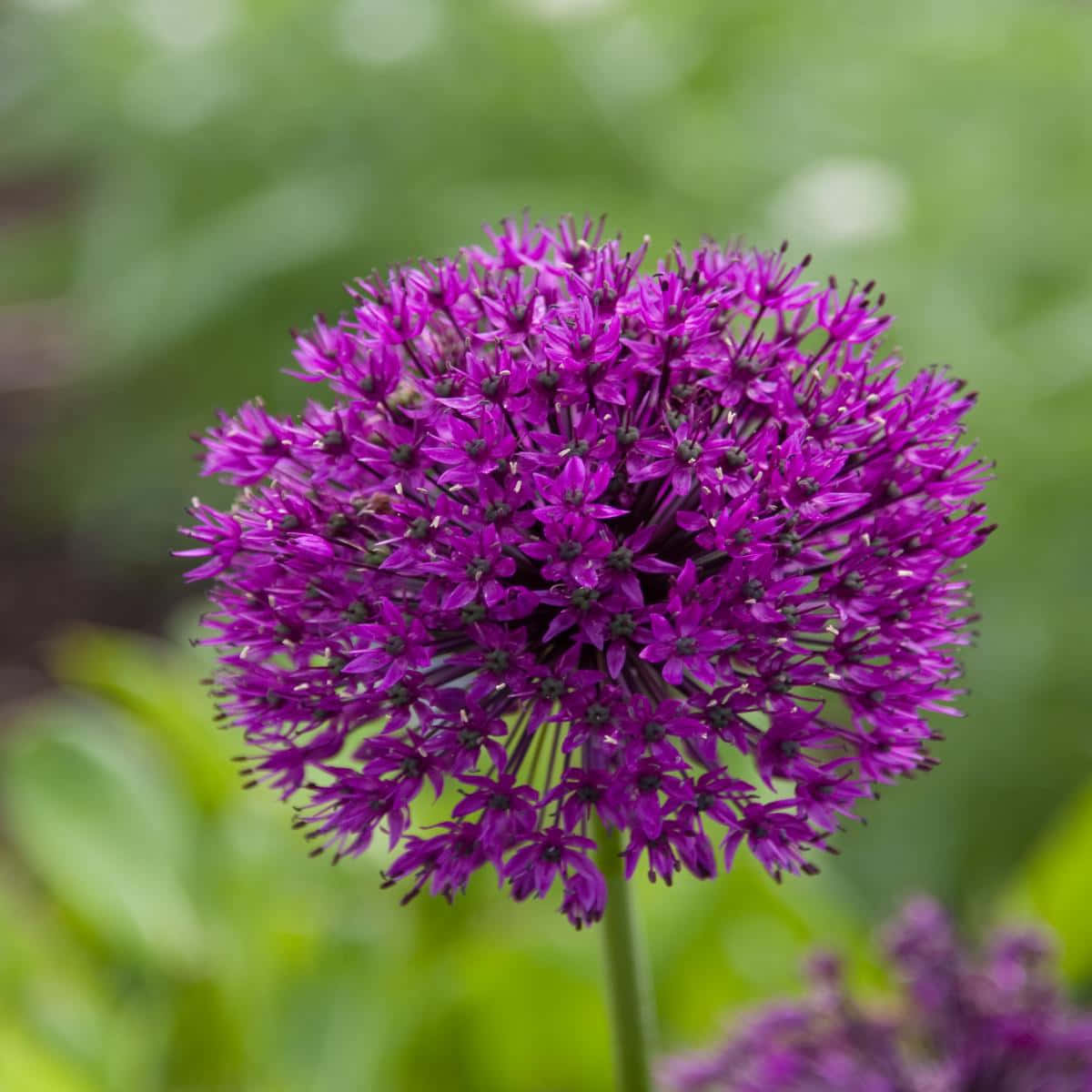 Purple Flower 桌布 壁紙 — 一朵充滿活力的紫色蔥花在柔和的綠色模糊花園背景下清晰綻放。