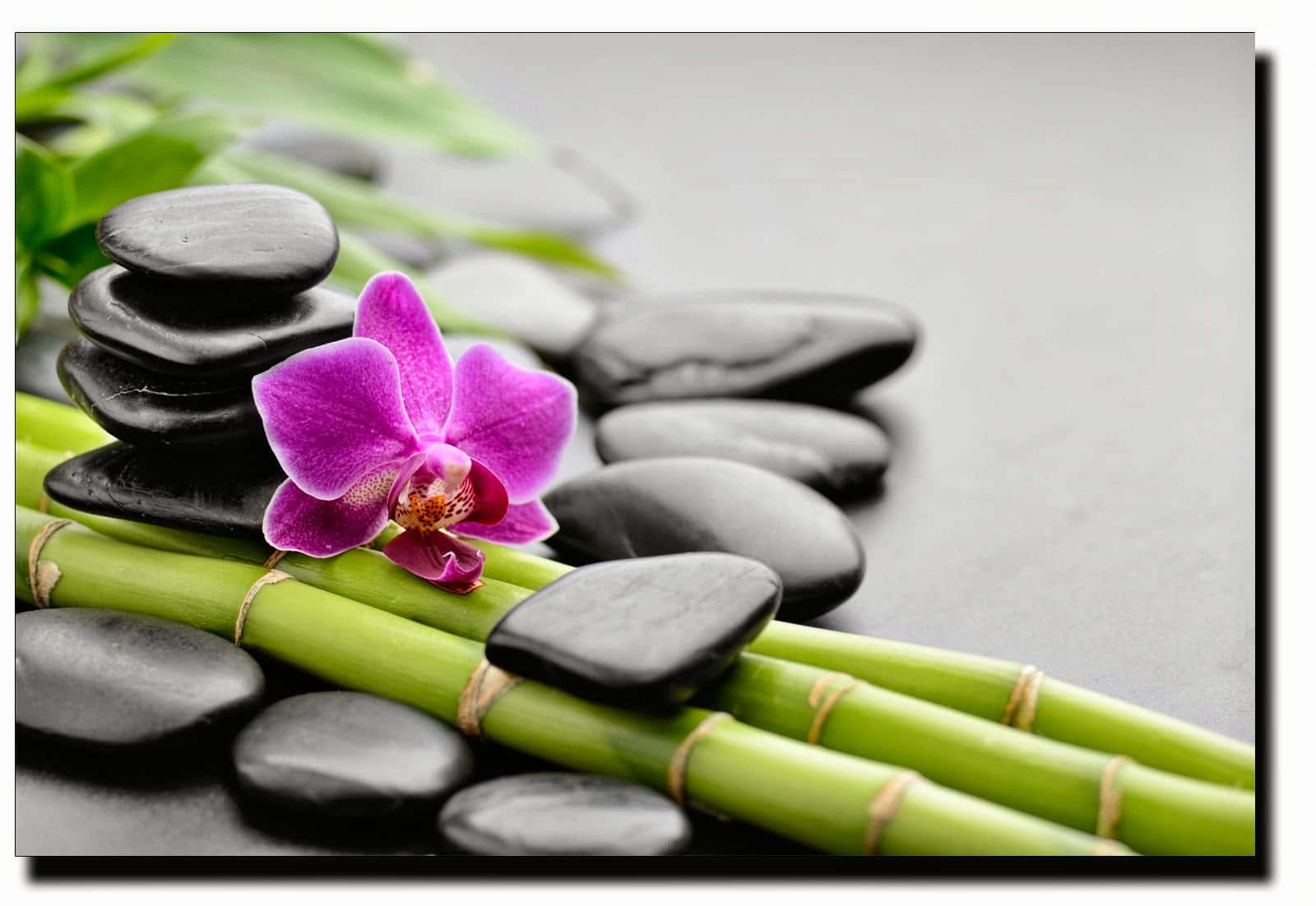 禪 桌布 壁紙 — 一朵充滿活力的紫色蘭花放在綠色竹莖上，周圍是光滑的黑色石頭，置於灰色表面。