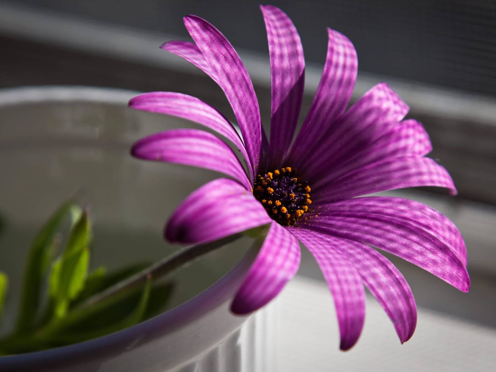 花 桌布 壁紙 — 一朵充滿活力的紫色雛菊，帶有條紋花瓣，在白色花盆中盛開，背景柔和模糊。