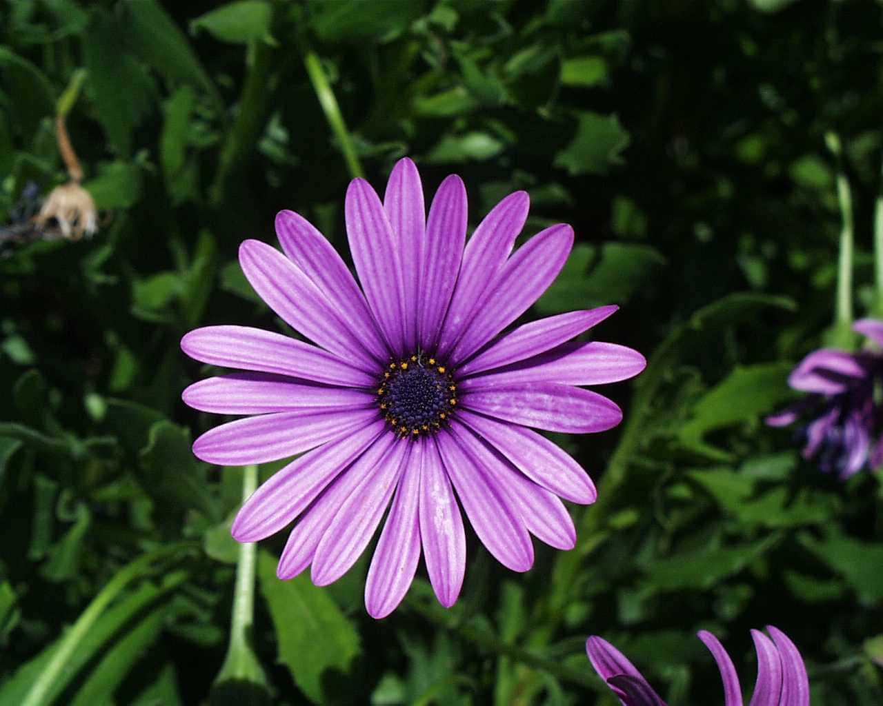 Daisy Flower 桌布 壁紙 — 一朵充滿活力的紫色雛菊，帶有條紋花瓣，在茂密的綠色葉子背景下明亮地綻放。