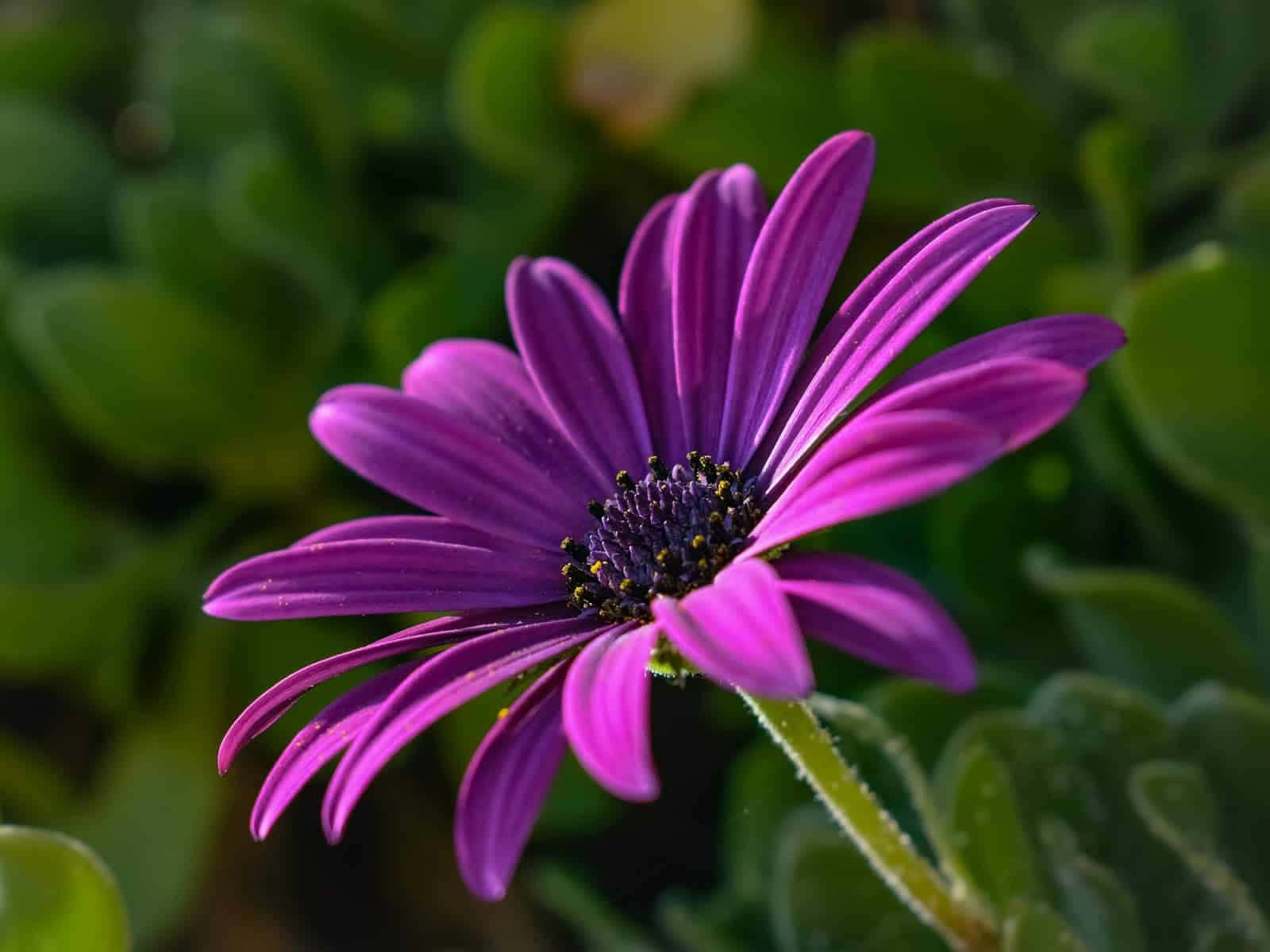Daisy 桌布 壁紙 — 一朵充滿活力的紫色雛菊，帶有精緻的花瓣和深色花心，在柔和的綠色模糊葉子背景中綻放。