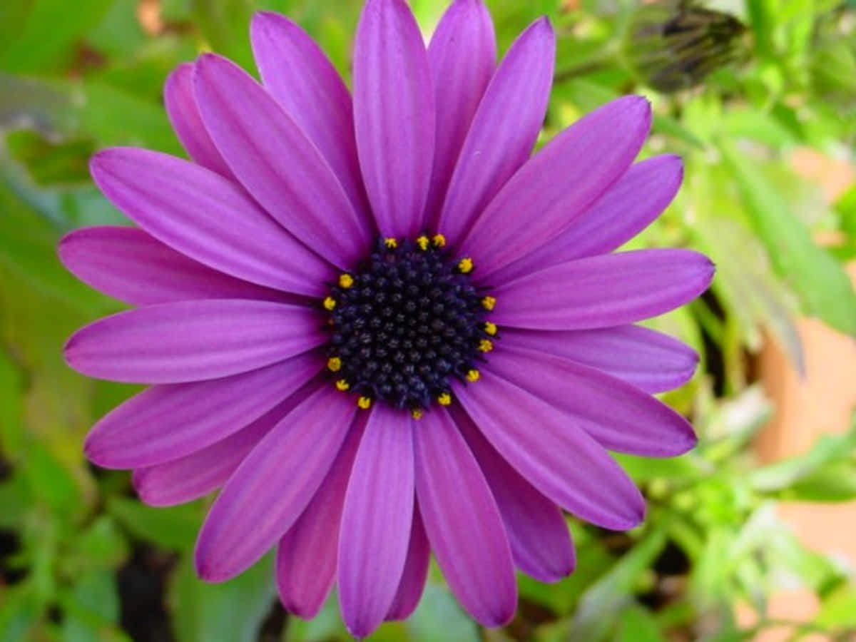Daisy Flower 桌布 壁紙 — 一朵充滿活力的紫色雛菊，帶有黃色尖端的雄蕊，在柔和的綠色葉子背景中綻放。
