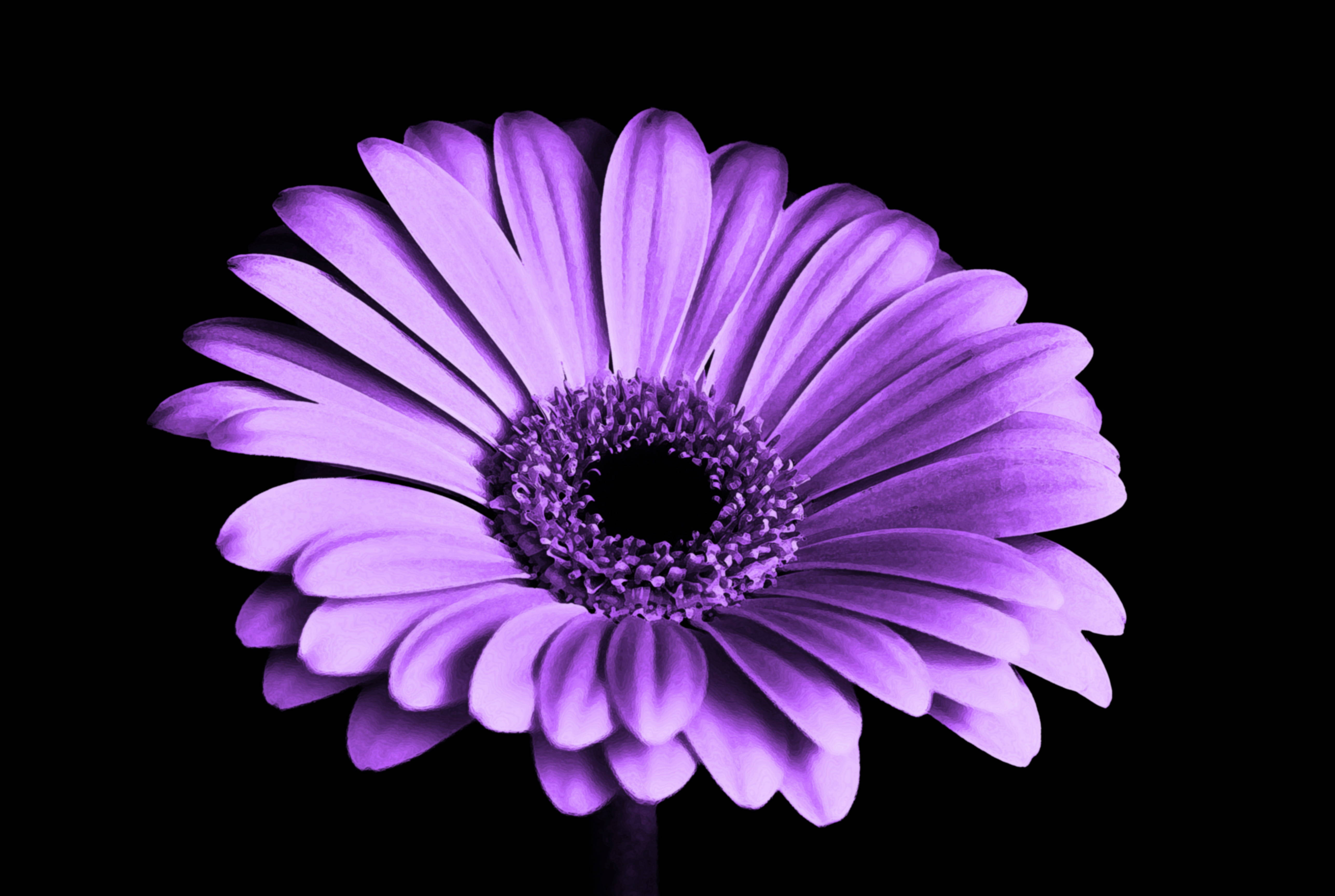Chrysanthemum 桌布 壁紙 — 一朵充滿活力的紫色非洲菊雛菊，帶有精緻的花瓣和深色中心，在純黑色背景下脫穎而出。