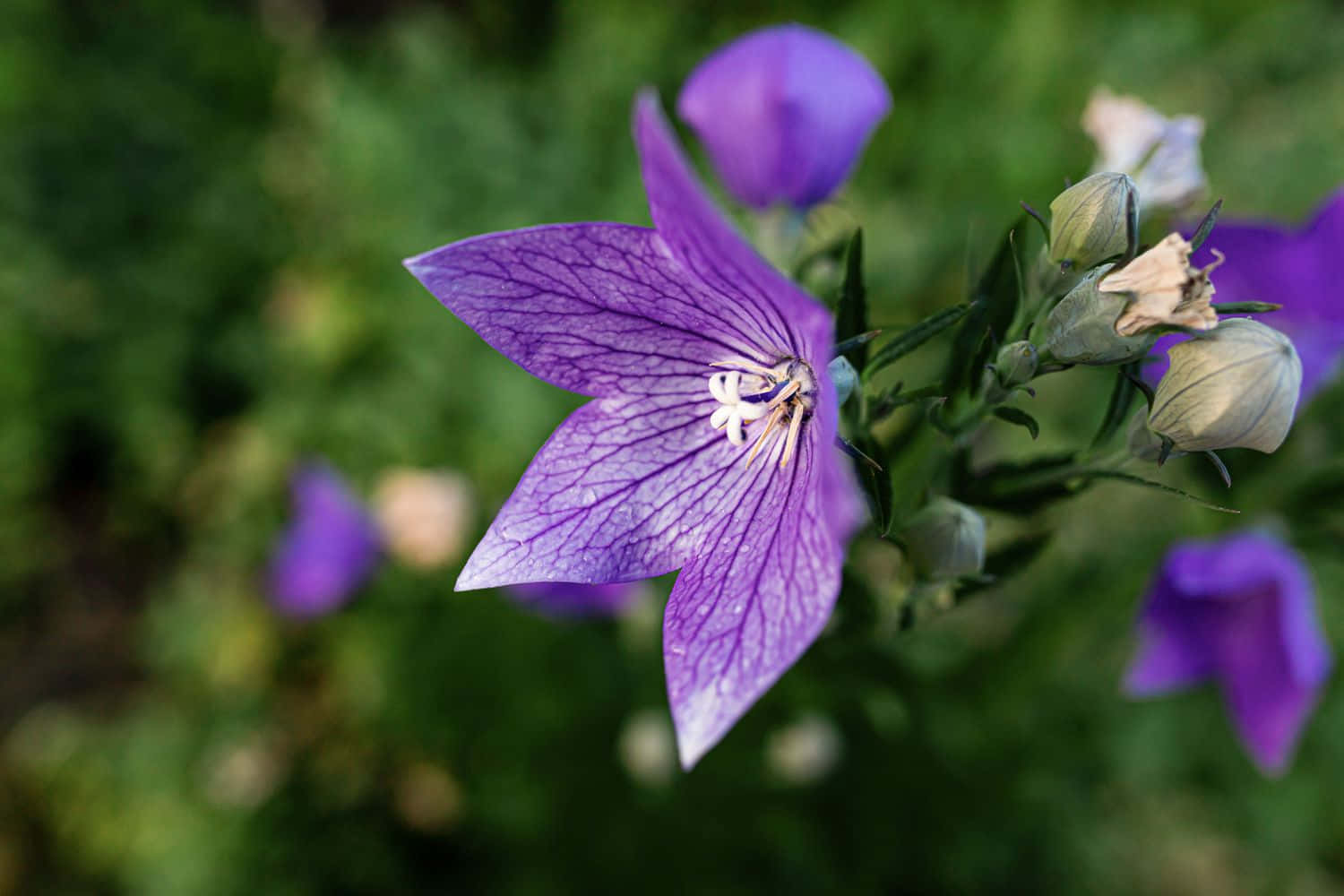 Pretty Flower 桌布 壁紙 — 一朵充滿活力的紫色風鈴草盛開，帶有細膩的葉脈和白色中心，背景是柔和的綠色模糊背景。
