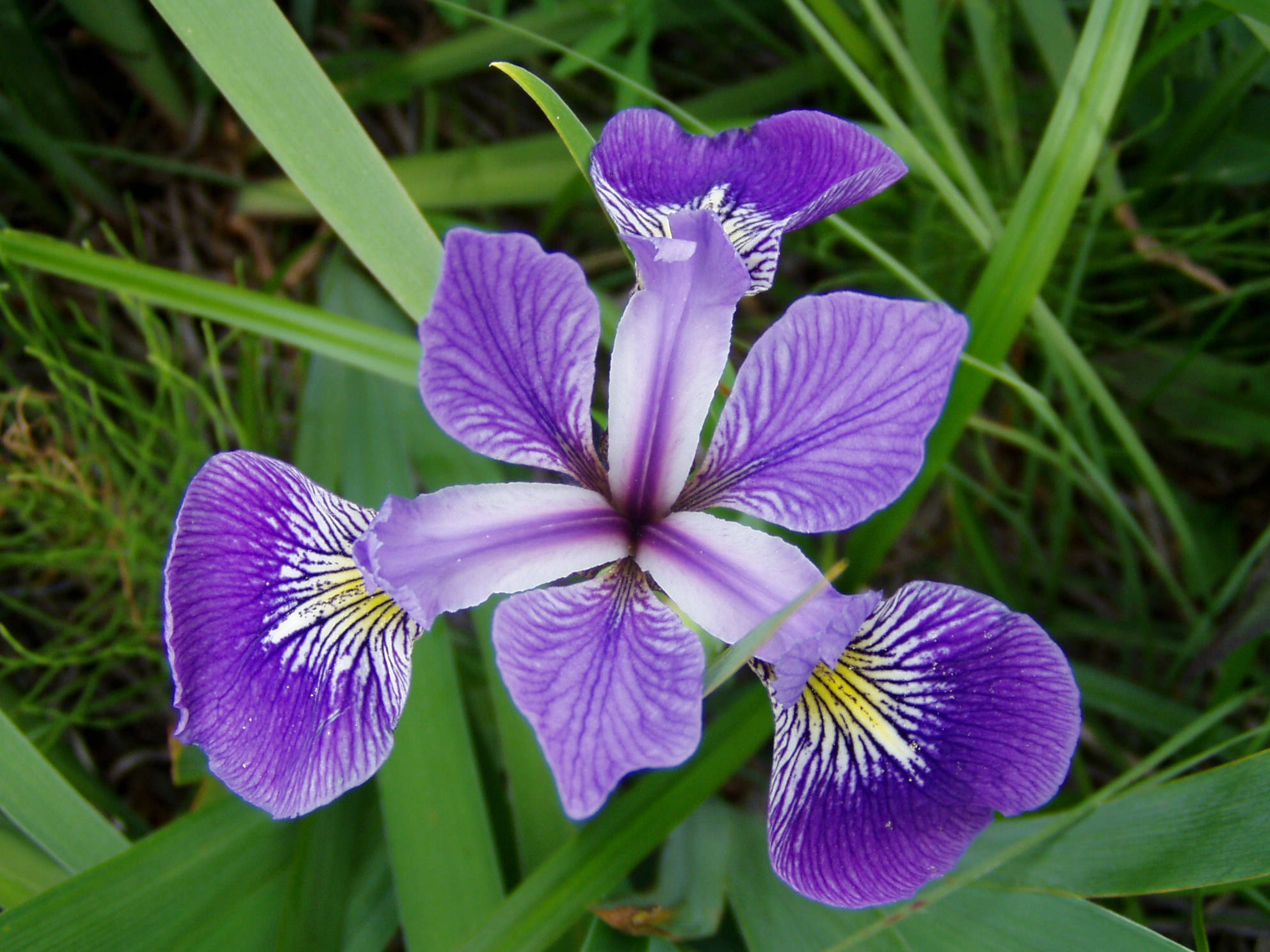 Iris 桌布 壁紙 — 一朵充滿活力的紫色鳶尾花，帶有白色和黃色斑紋，在自然環境中盛開於茂密的綠草之間。