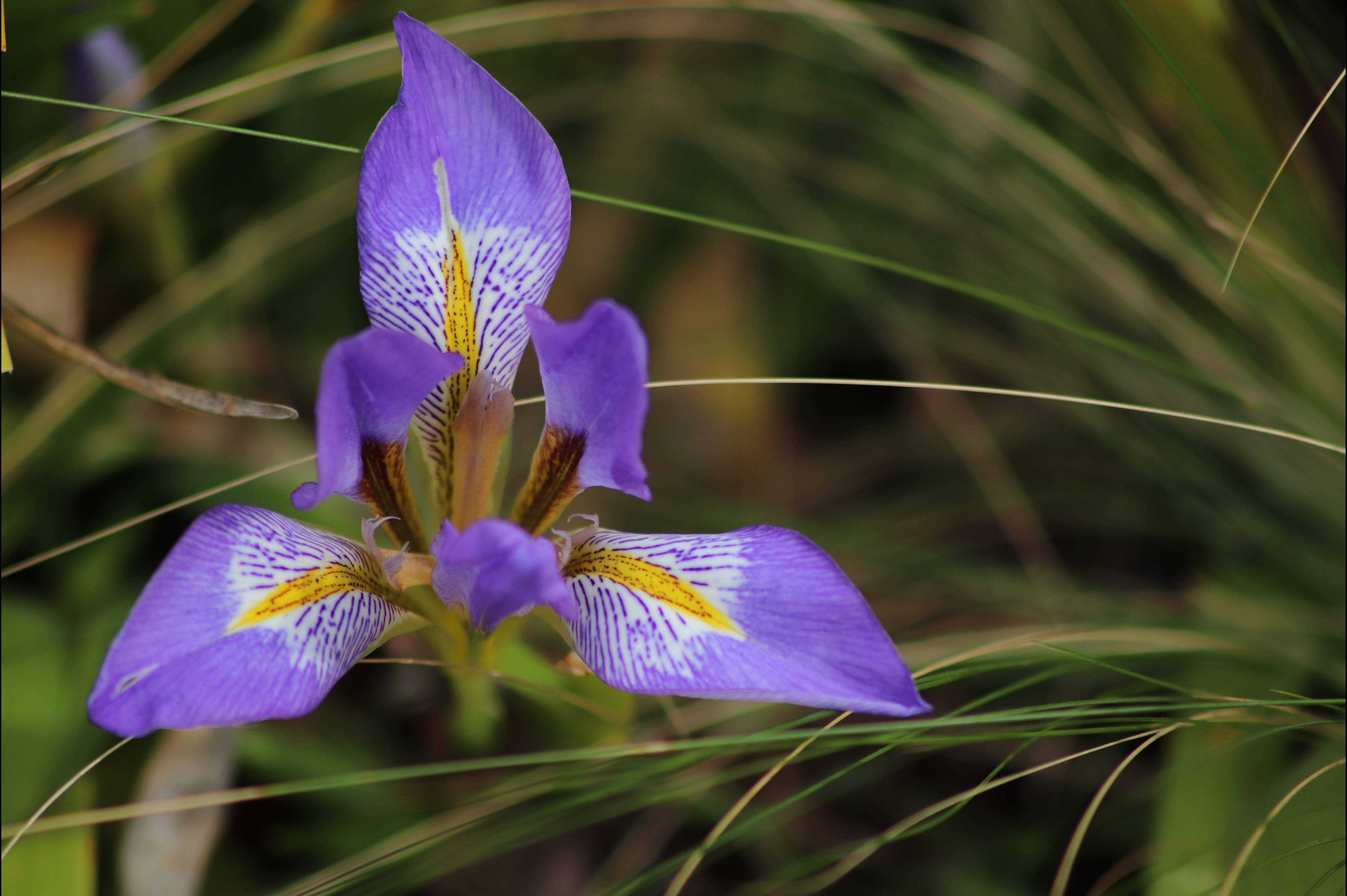Iris 桌布 壁紙 — 一朵充滿活力的紫色鳶尾花，帶有黃色和白色斑紋，在柔軟的綠草中自然綻放。