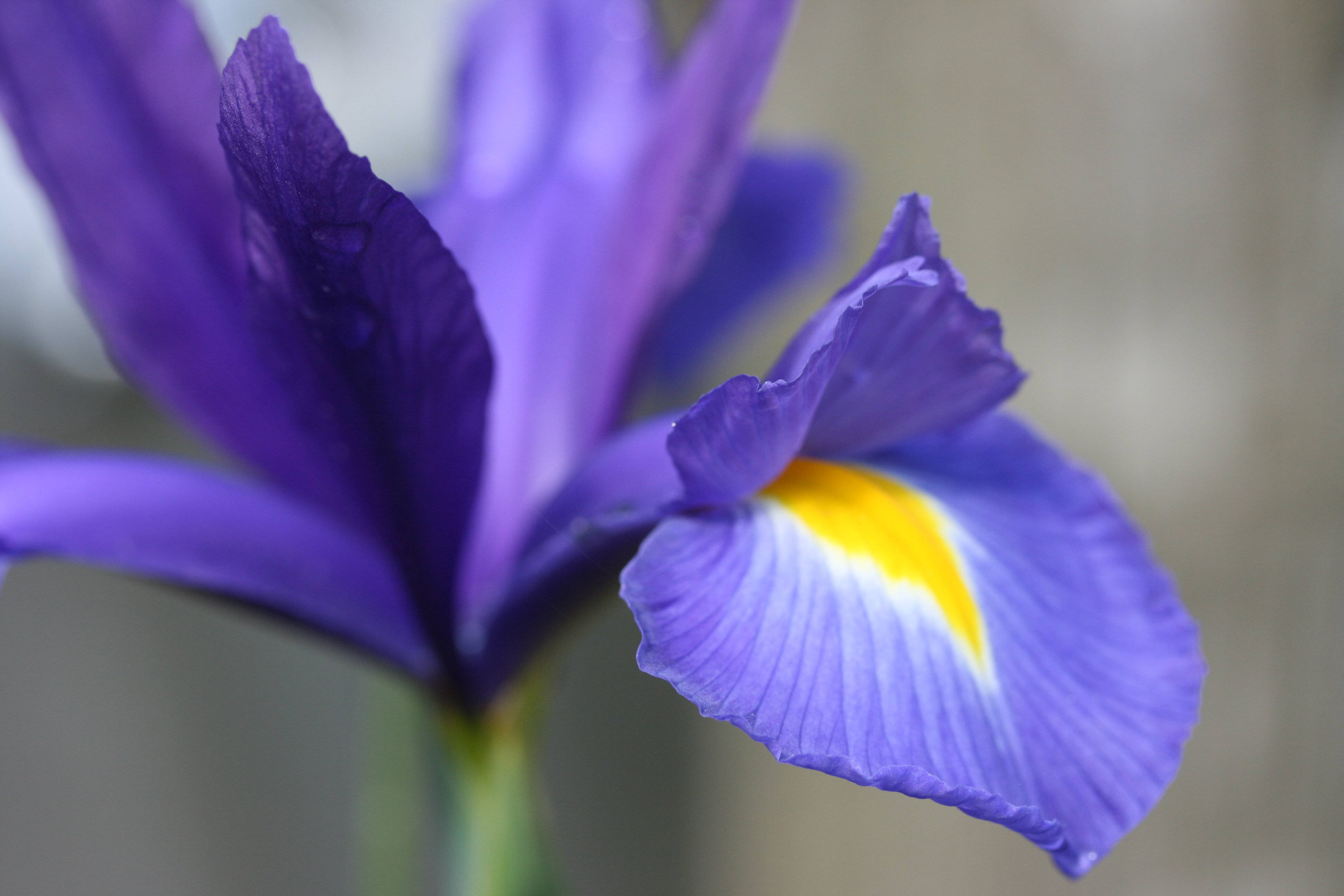 Iris 桌布 壁紙 — 一朵充滿活力的紫色鳶尾花特寫，花心呈黃白色，花瓣上帶有露珠。