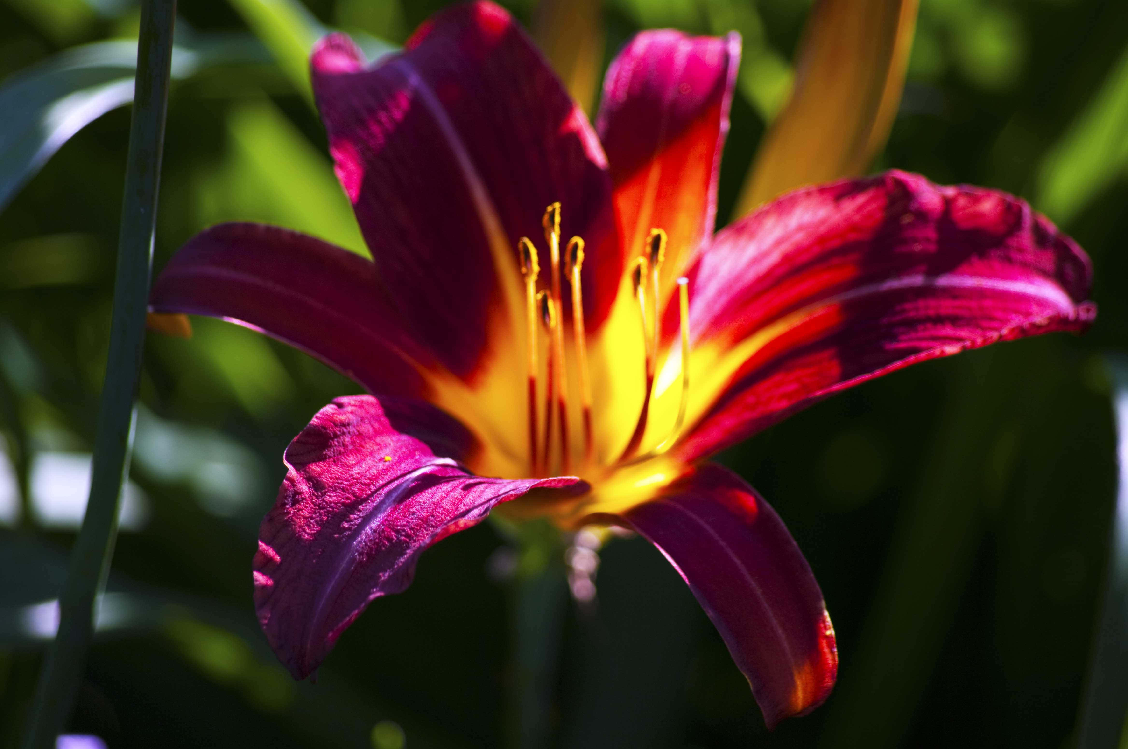 lily 桌布 壁紙 — 一朵充滿活力的紫黃色萱草在明亮的陽光下盛開，背景中茂密的綠葉柔和地模糊。