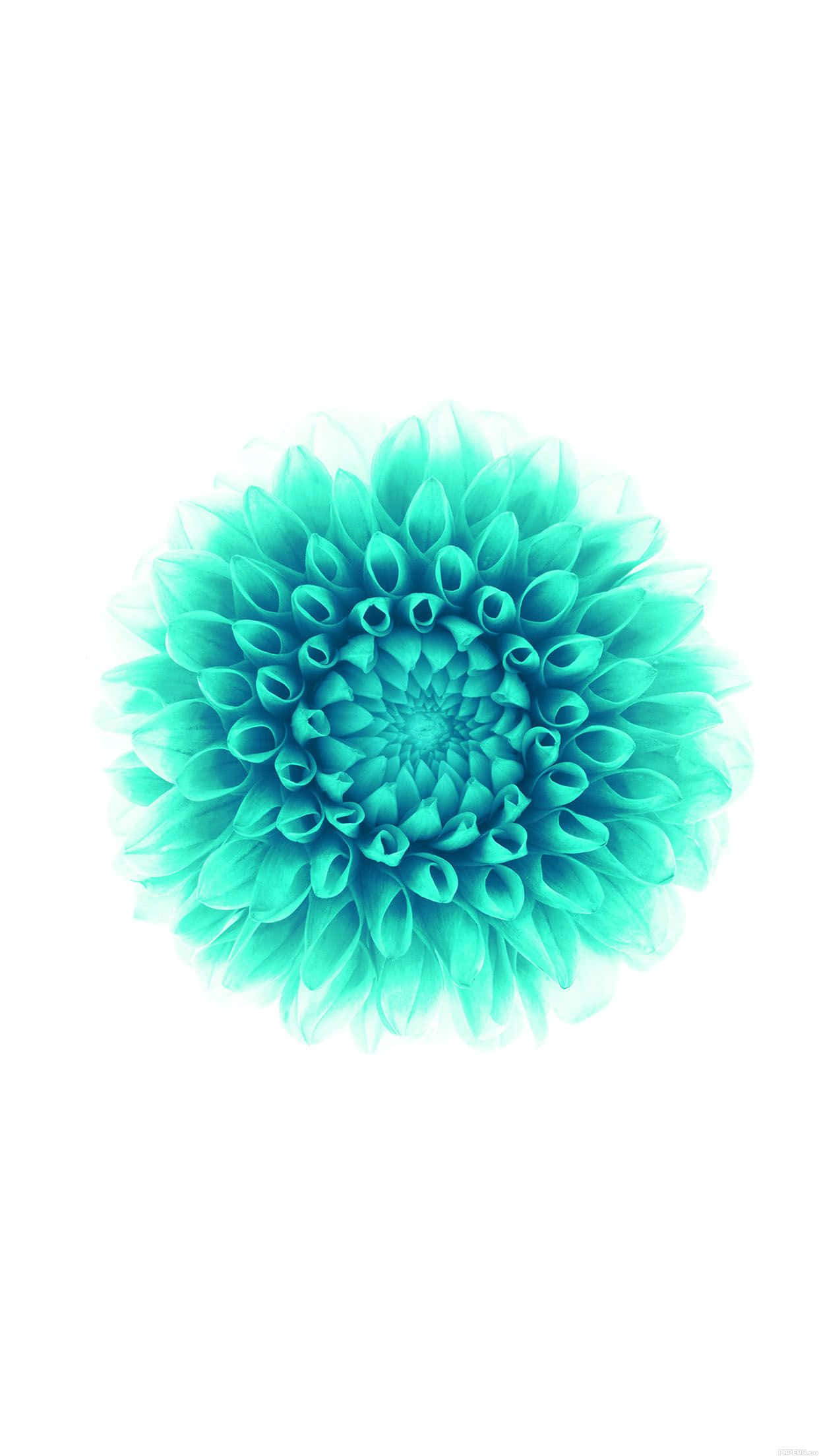 Turquoise iPhone 桌布 壁紙 — 一朵充滿活力的綠松色大理花，層層花瓣在純白背景下綻放光彩。
