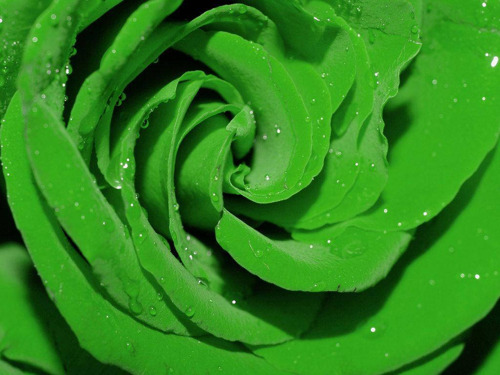 一朵花瓣上有水滴的綠色玫瑰。 — 深綠色動畫 壁紙