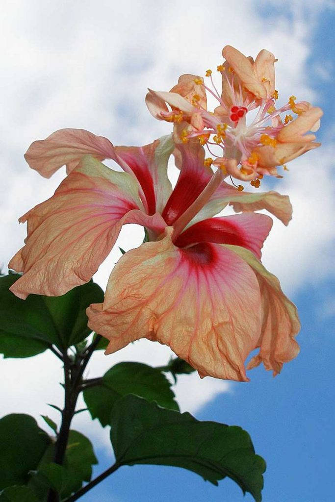 Hibiscus 桌布 壁紙 — 一朵充滿活力的芙蓉花，帶有蜜桃色和粉紅色的花瓣，在明亮的藍天和蓬鬆的白雲中綻放。