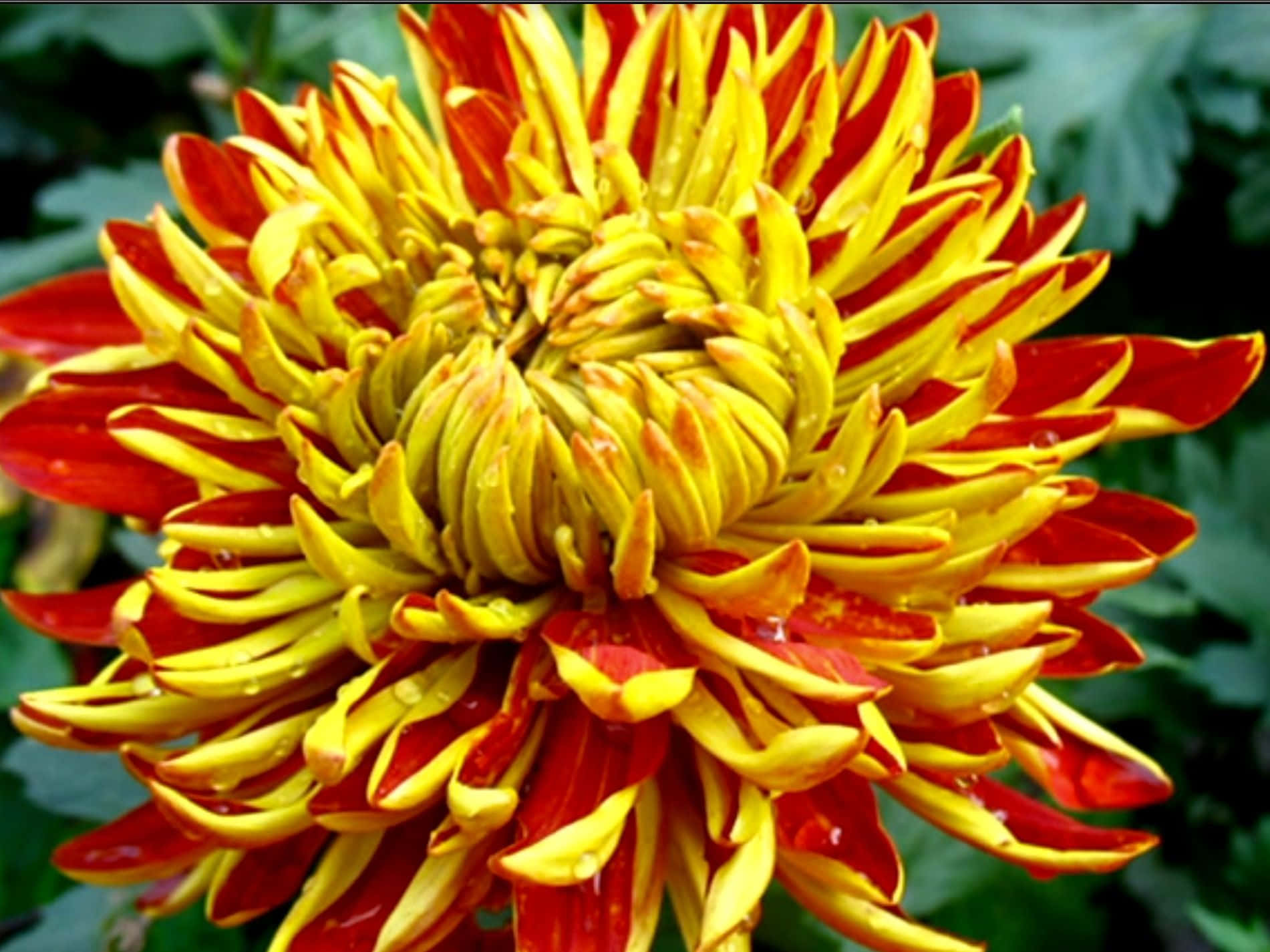 Chrysanthemum 桌布 壁紙 — 一朵充滿活力的菊花，帶有火紅和金黃色的花瓣，在柔和的綠色背景下閃爍著露珠。