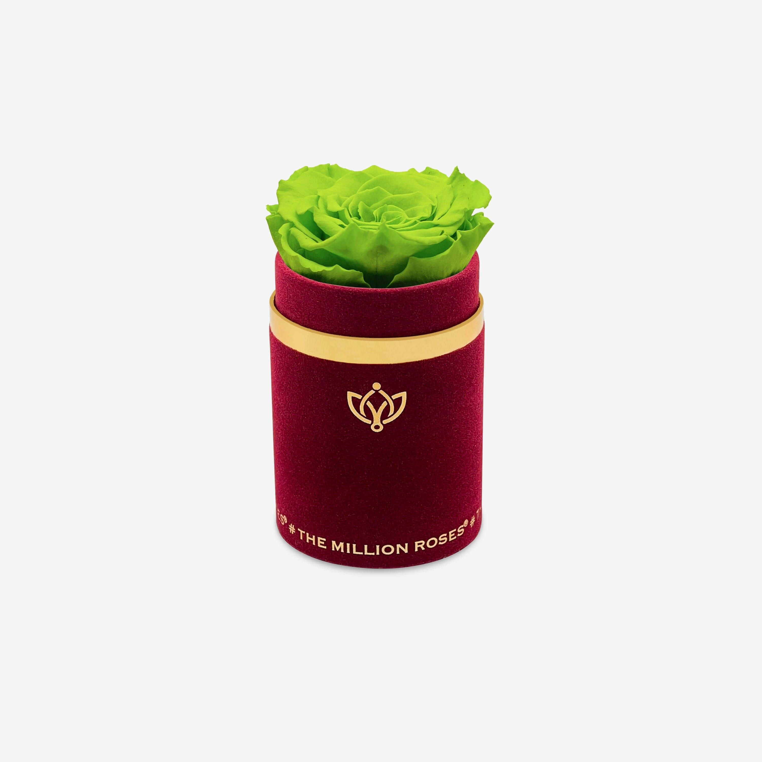 Single Rose 桌布 壁紙 — 一朵充滿活力的萊姆綠色永生玫瑰，從一個飾有金色飾邊和標誌的豪華酒紅色天鵝絨圓筒中優雅綻放。