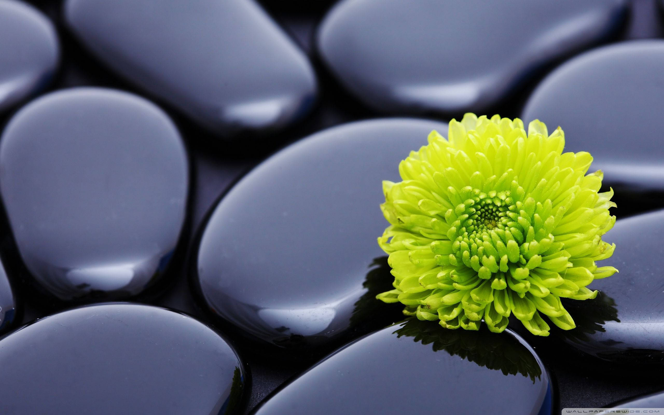 禪 桌布 壁紙 — 一朵充滿活力的萊姆綠色菊花在光亮的黑色河石上綻放，營造出寧靜的水療環境。