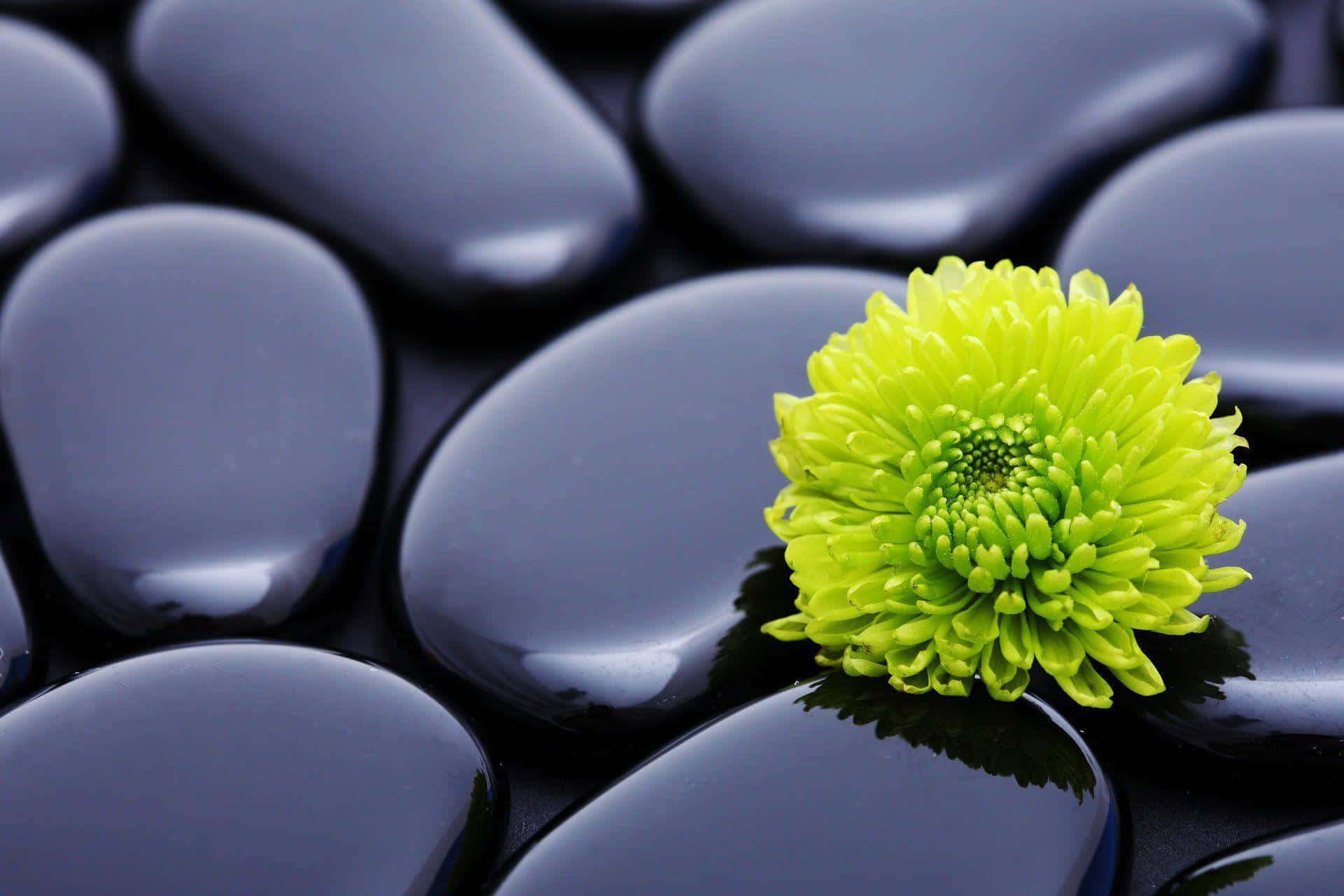 Harmony 桌布 壁紙 — 一朵充滿活力的萊姆綠色菊花在光滑的黑色水療石上盛開，呈現寧靜的特寫。