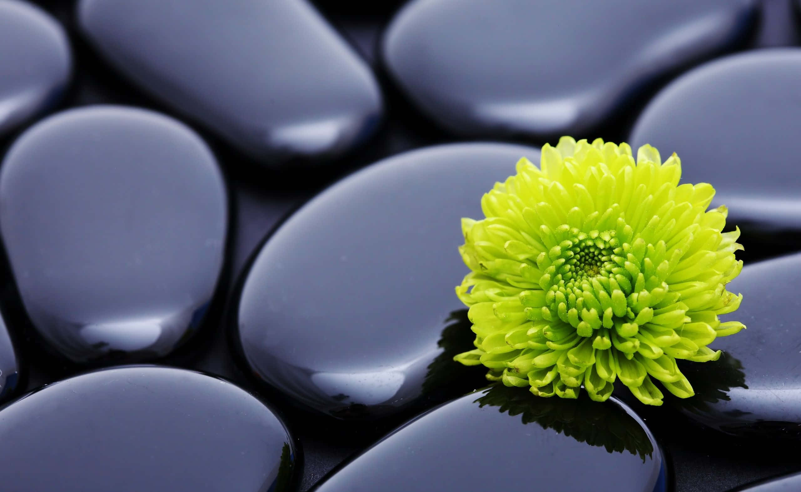 禪 桌布 壁紙 — 一朵充滿活力的萊姆綠色菊花在光滑的黑色水療石上盛開，構成寧靜的靜物畫面。
