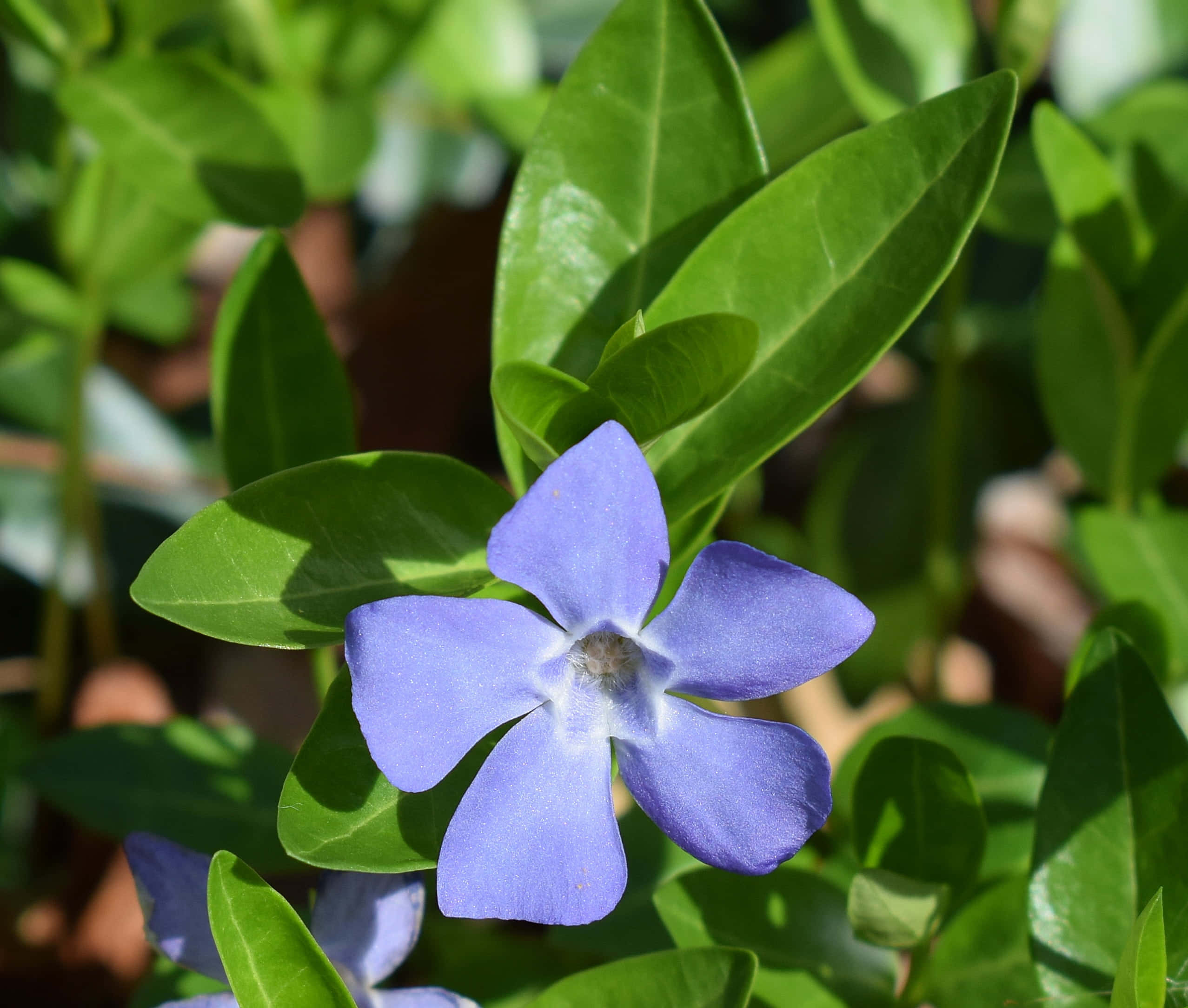Periwinkle Blue 桌布 壁紙 — 一朵充滿活力的藍色長春花在茂密的綠葉間綻放，沐浴在明亮的陽光下。
