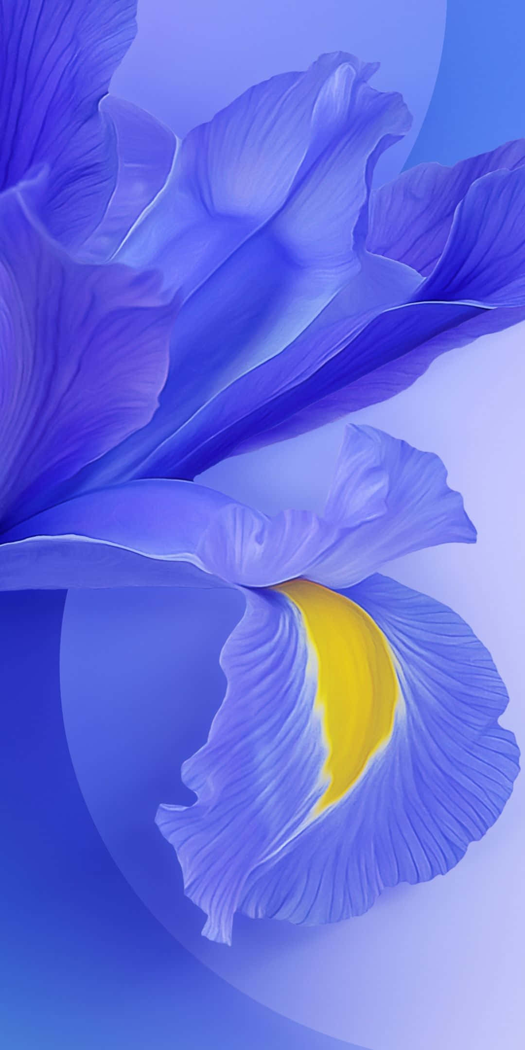 Xiaomi 桌布 壁紙 — 一朵充滿活力的藍色鳶尾花特寫，帶有明亮的黃色花心，背景是柔和的漸變藍色。