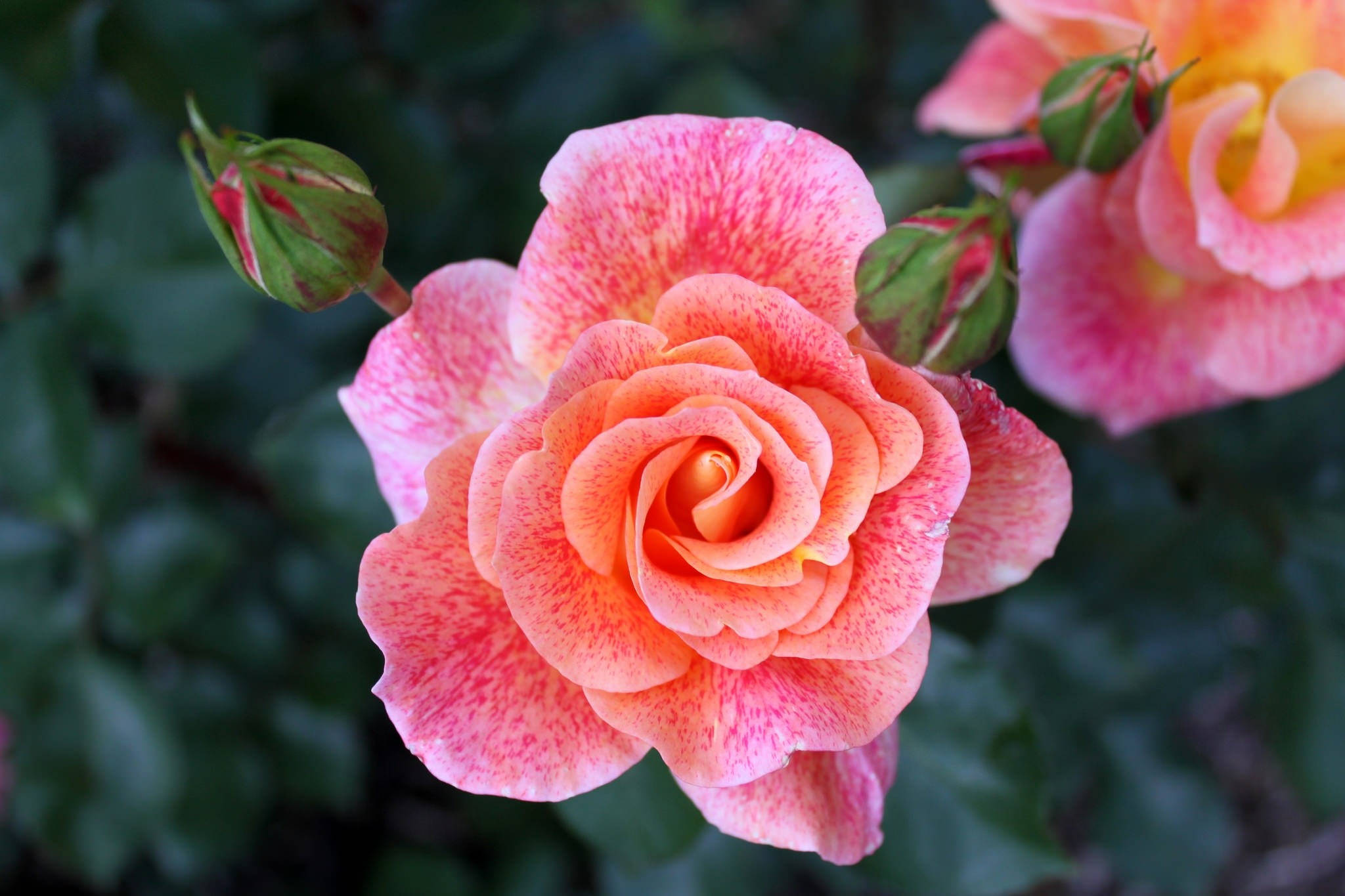 beautiful rose HD 桌布 壁紙 — 一朵充滿活力的蜜桃色玫瑰帶有粉紅色斑點，在柔和的自然光下於茂密的綠葉中綻放。