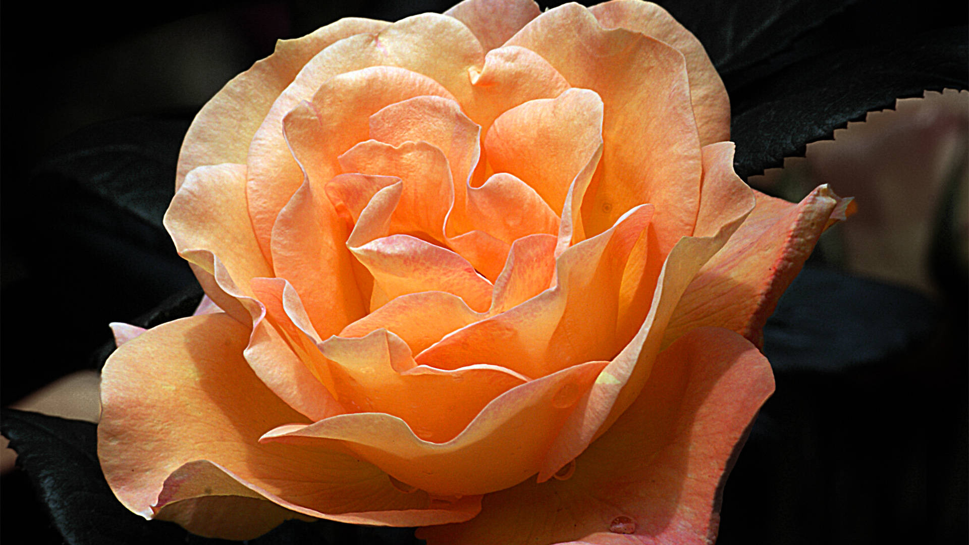 black aesthetic rose 桌布 壁紙 — 一朵充滿活力的蜜桃色玫瑰特寫，帶有精緻層層疊疊的花瓣，在深色背景中閃耀。