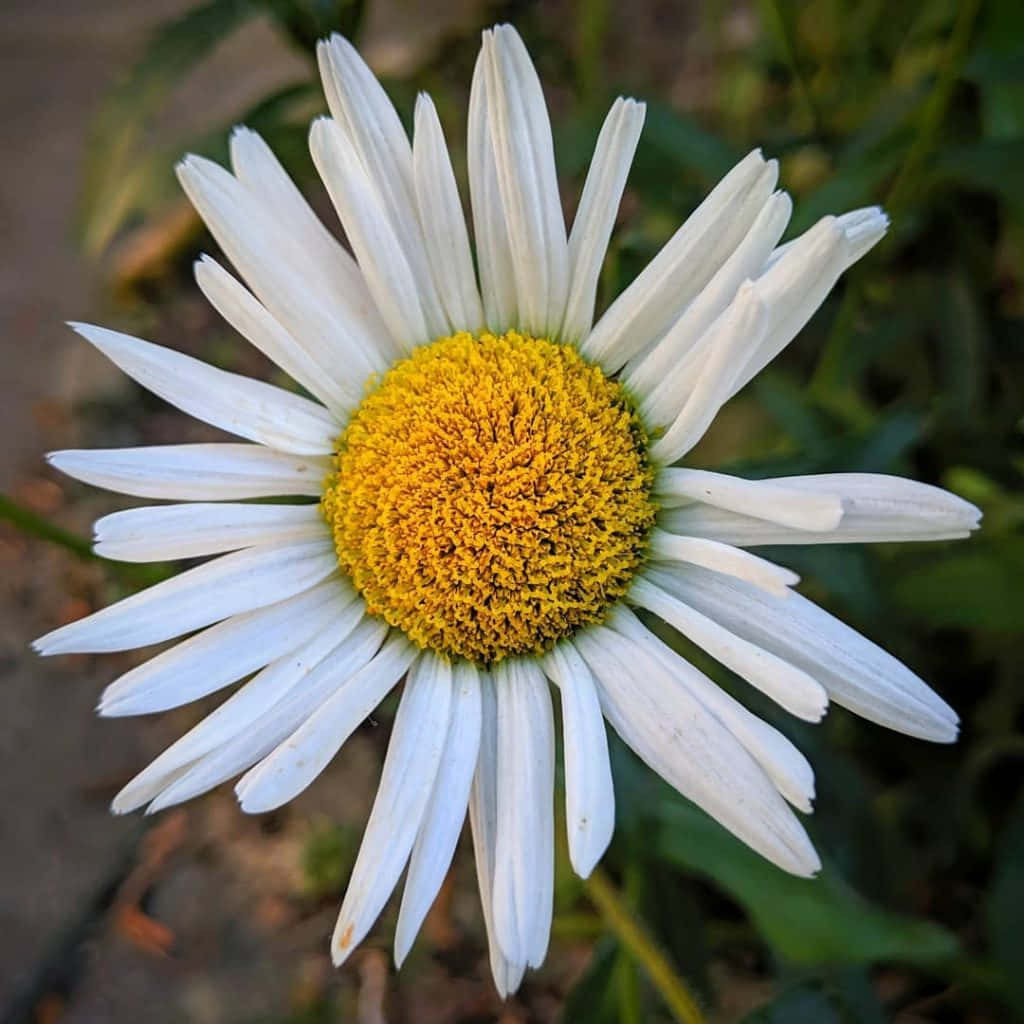Daisy Flower 桌布 壁紙 — 一朵充滿活力的雛菊特寫，擁有純白花瓣和亮黃色花心，背景是柔和模糊的綠色。