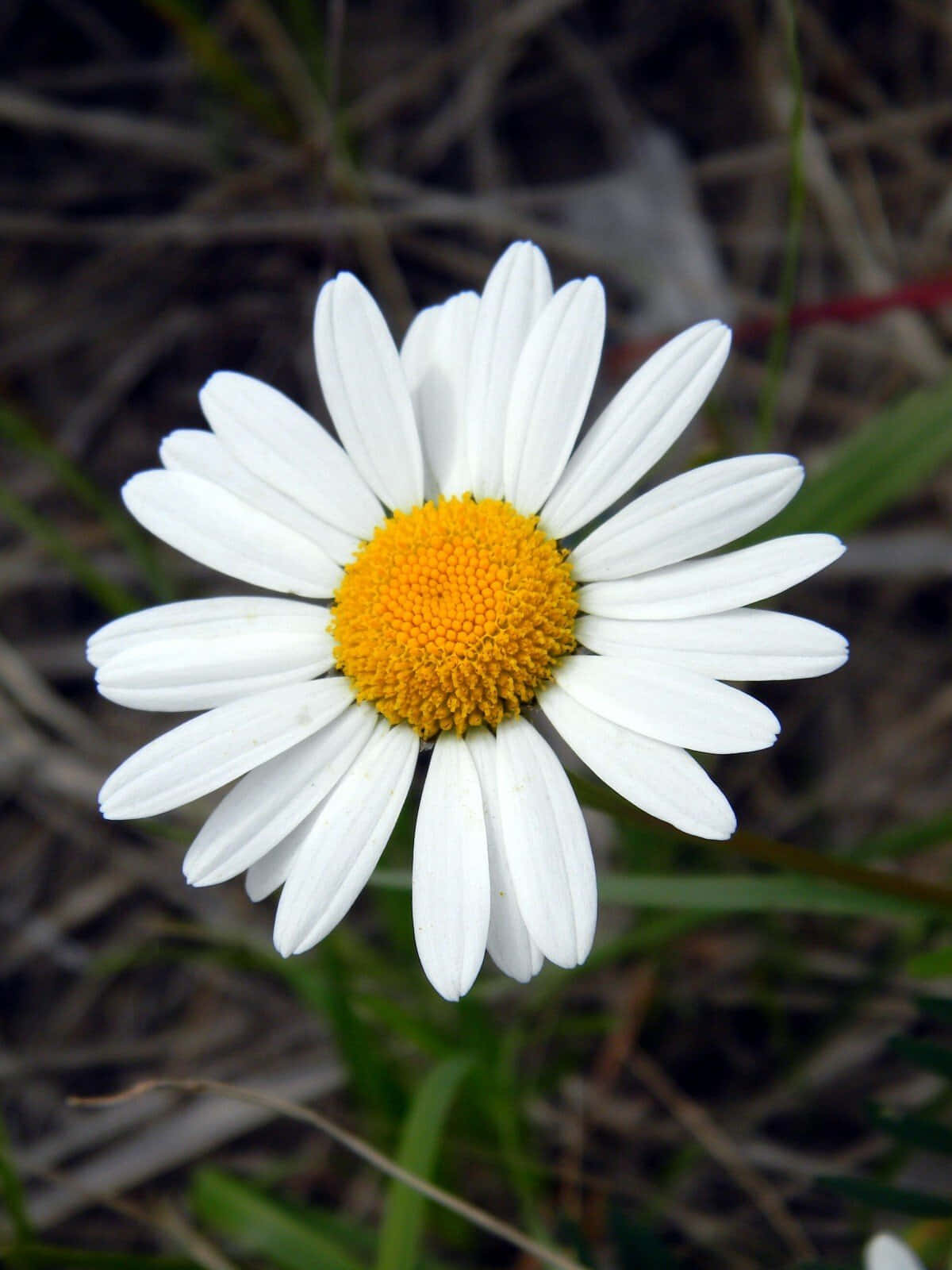 Daisy Flower 桌布 壁紙 — 一朵充滿活力的雛菊特寫，擁有純白花瓣和亮黃色花心，在柔焦背景的乾草和綠葉中綻放。