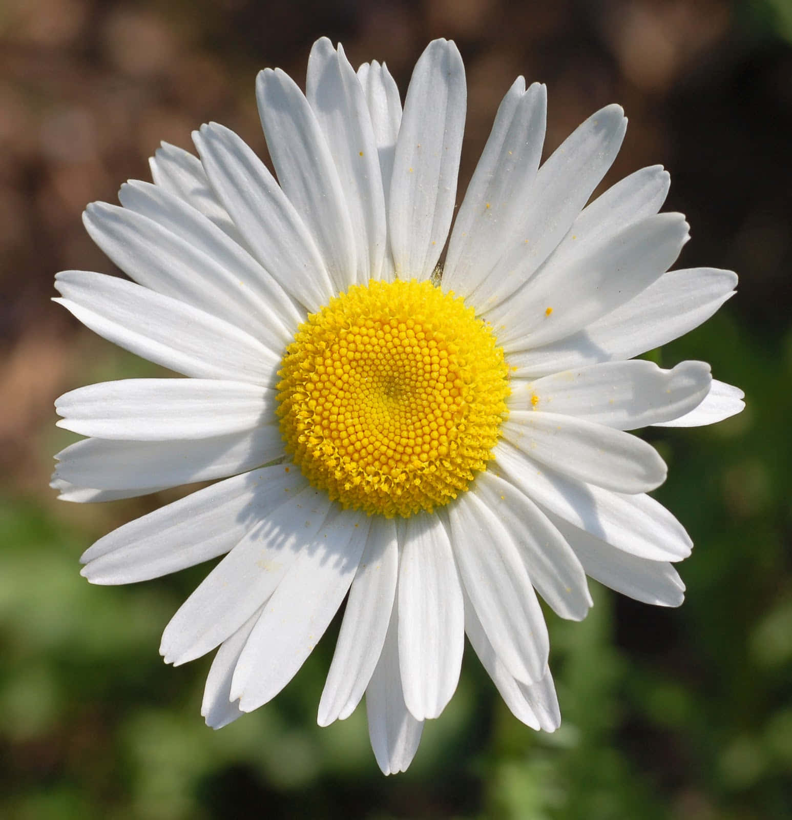 Daisy Flower 桌布 壁紙 — 一朵充滿活力的雛菊特寫，擁有純白花瓣和鮮黃色花心，背景是柔和模糊的自然景色。