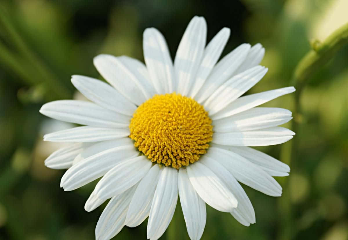 Daisy 桌布 壁紙 — 一朵充滿活力的雛菊特寫，擁有純白花瓣和亮黃色花心，背景是柔和的綠色模糊效果。