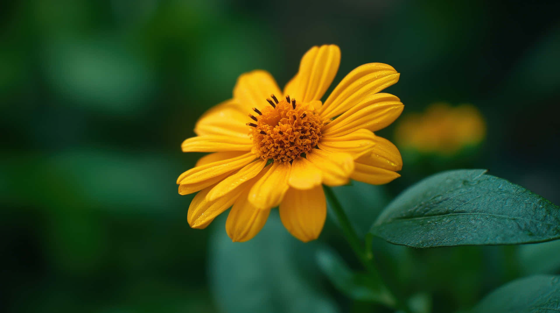 Bright yellow daisy flower with dewdrops on green leaves. 壁紙 — 一朵充滿活力的黃色花朵帶有露珠，在柔和的綠色模糊背景下盛開。