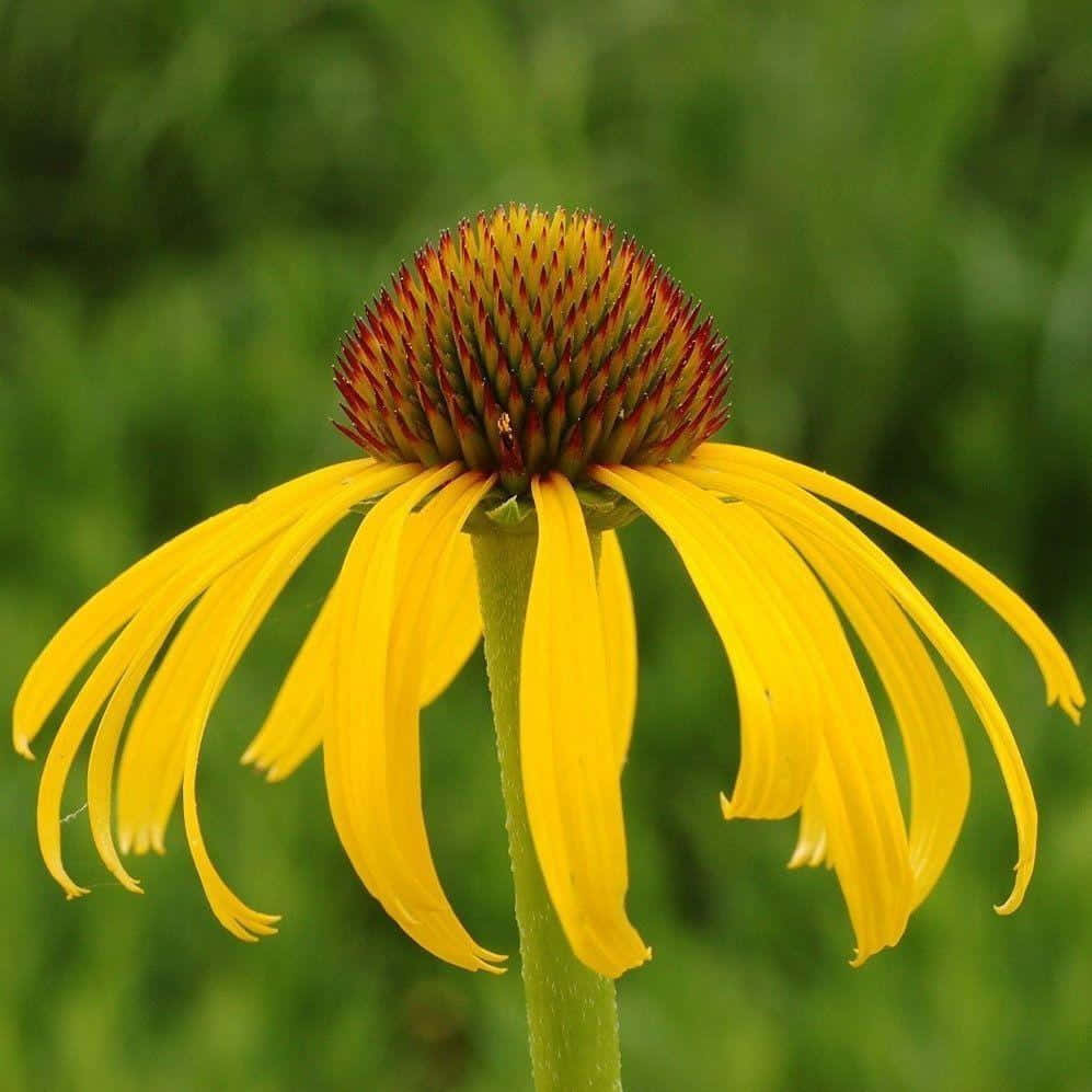 Yellow Coneflower 桌布 壁紙 — 一朵充滿活力的黃色金光菊，花瓣下垂，中心呈尖刺狀的紅褐色，在柔和的綠色模糊背景中高高聳立。