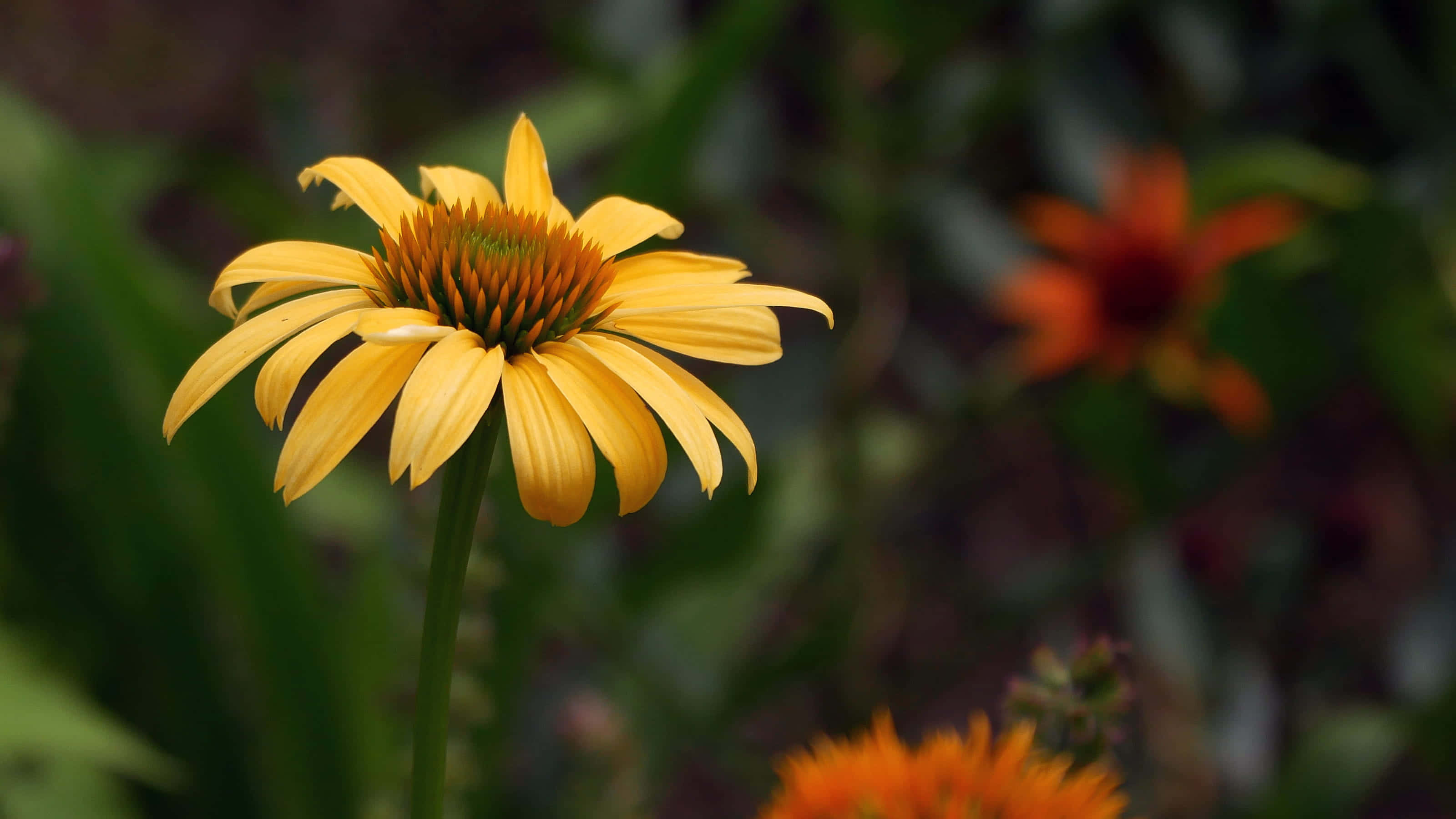 Yellow Coneflower 桌布 壁紙 — 一朵充滿活力的黃色金光菊在柔焦中盛開，背景是鬱鬱蔥蔥的綠色花園，點綴著橙色花朵。