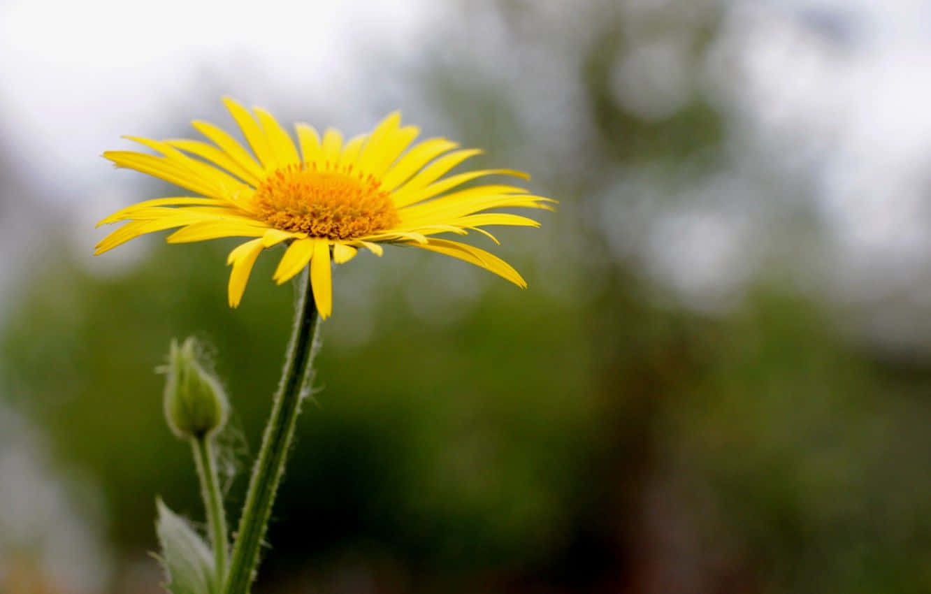 Yellow Daisy 桌布 壁紙 — 一朵充滿活力的黃色雛菊，帶有毛茸茸的莖和含苞待放的花朵，在柔和的綠色和灰色模糊背景襯托下格外突出。