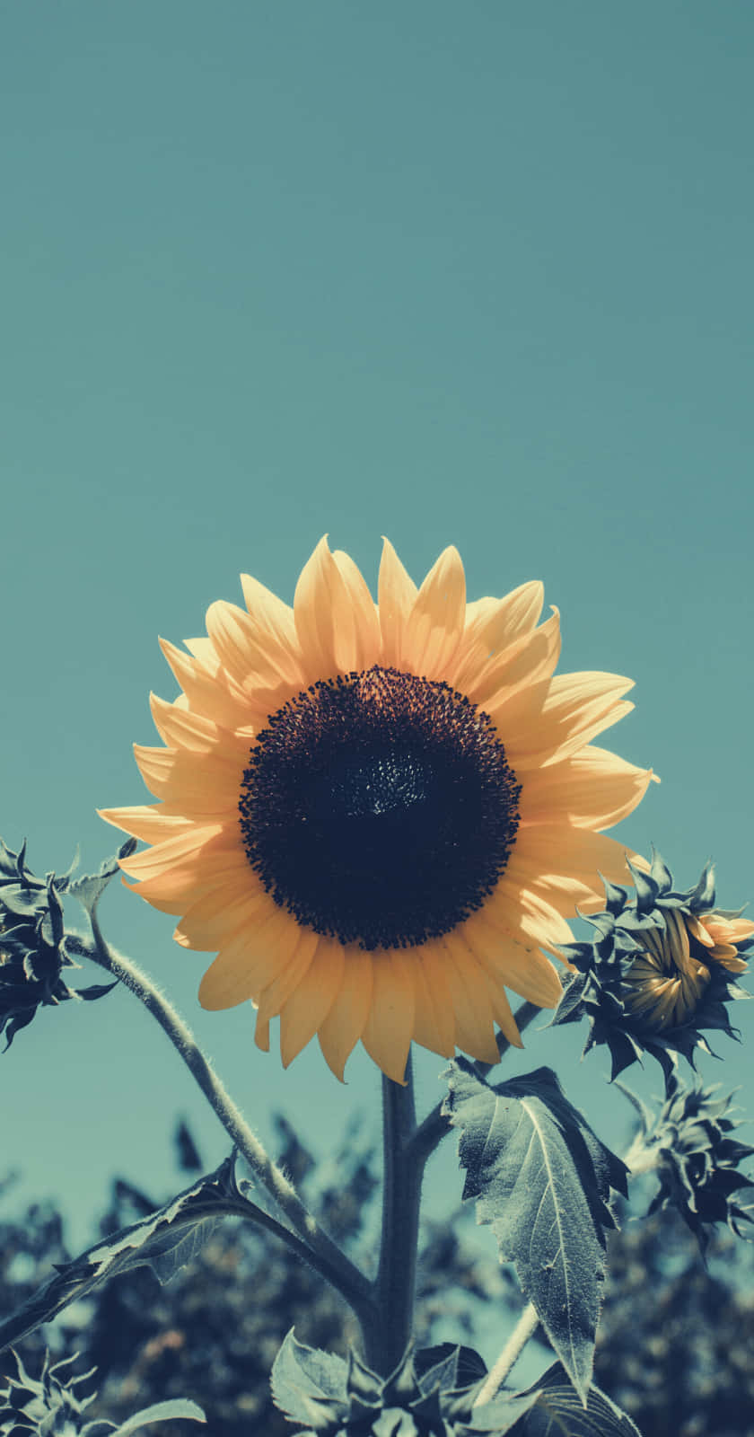 Sunflower Phone 桌布 壁紙 — 一朵向日葵，有著鮮黃色花瓣和深色花心，在藍綠色天空和模糊的綠色樹葉襯托下高高聳立。