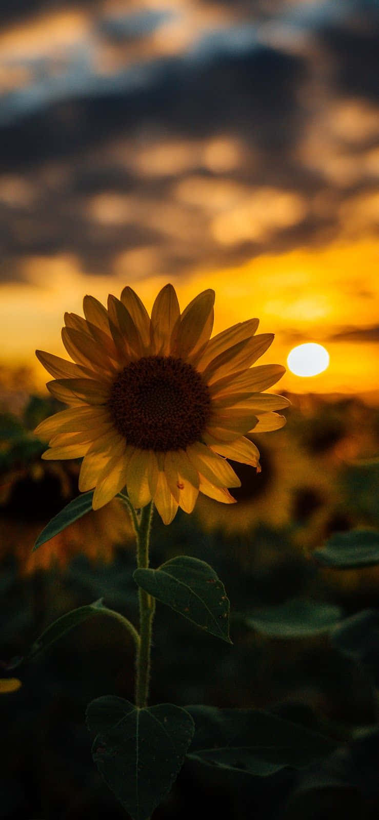 Sunflower Aesthetic iPhone 桌布 壁紙 — 一朵向日葵在壯麗的日落天空下高高聳立，天空中有金色的雲朵和發光的太陽。