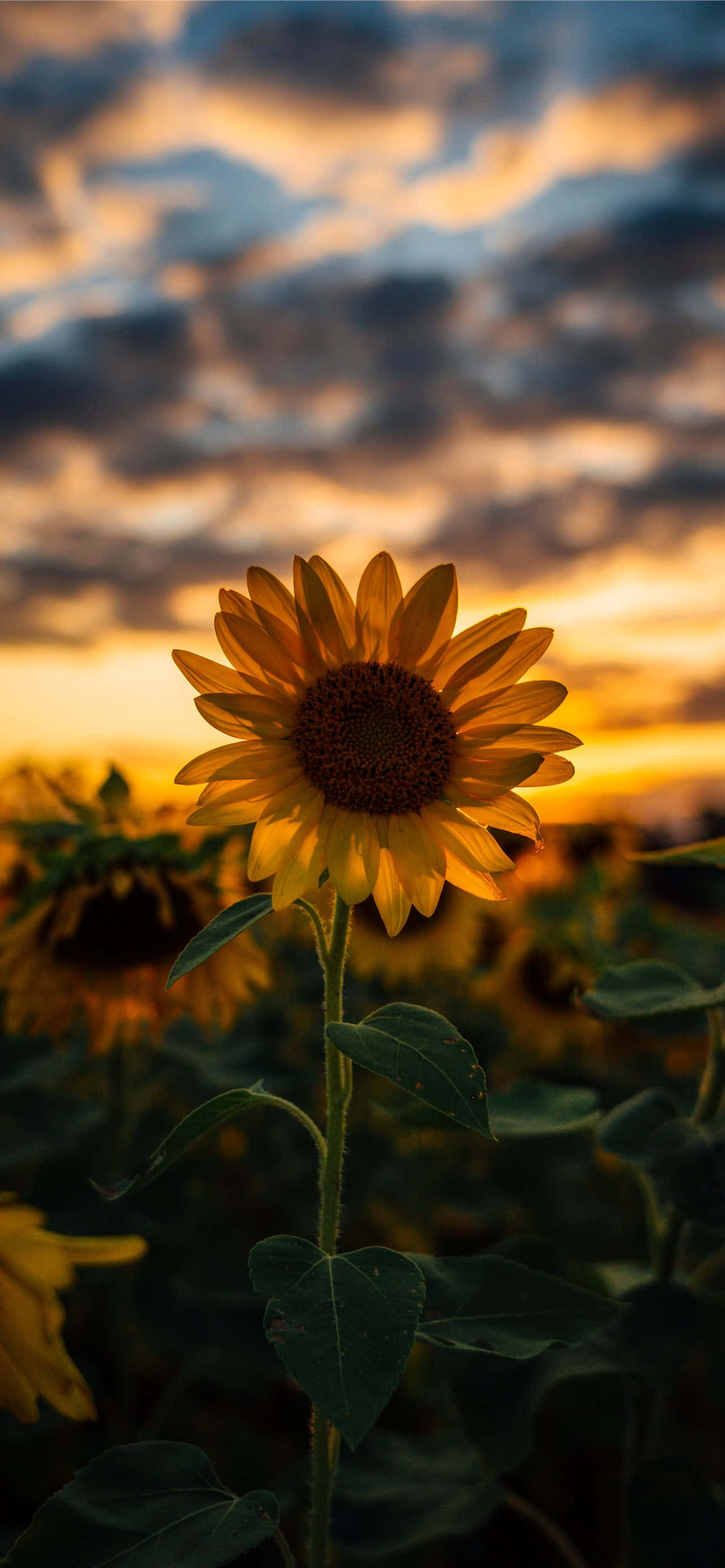 Sunflower Aesthetic iPhone 桌布 壁紙 — 一朵向日葵在戲劇性的日落天空下高高聳立，伴隨著金色的雲朵和模糊的田野背景。