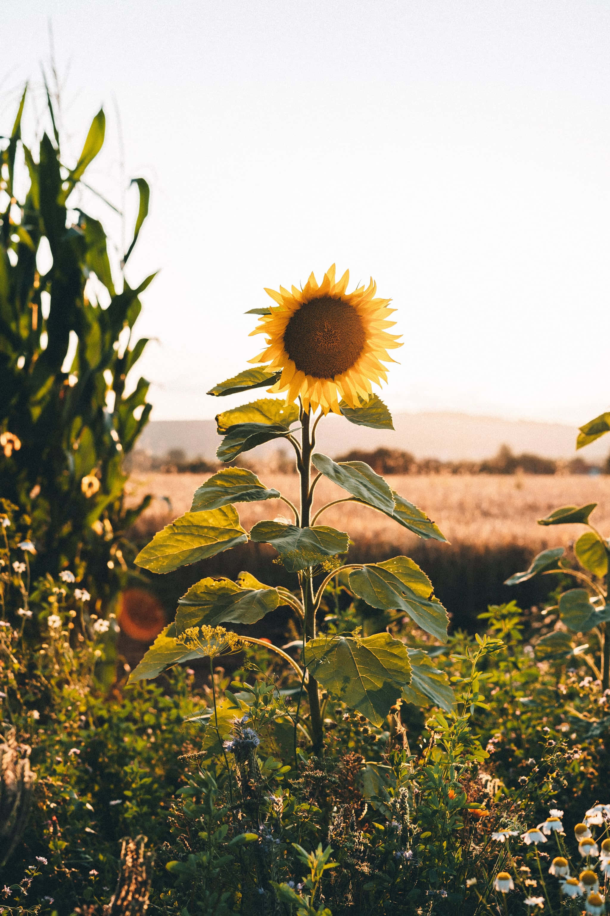 Sunflower Aesthetic iPhone 桌布 壁紙 — 一朵向日葵在日落時分的金色田野中高高聳立，柔和的光線照亮了它的花瓣和周圍的綠意。