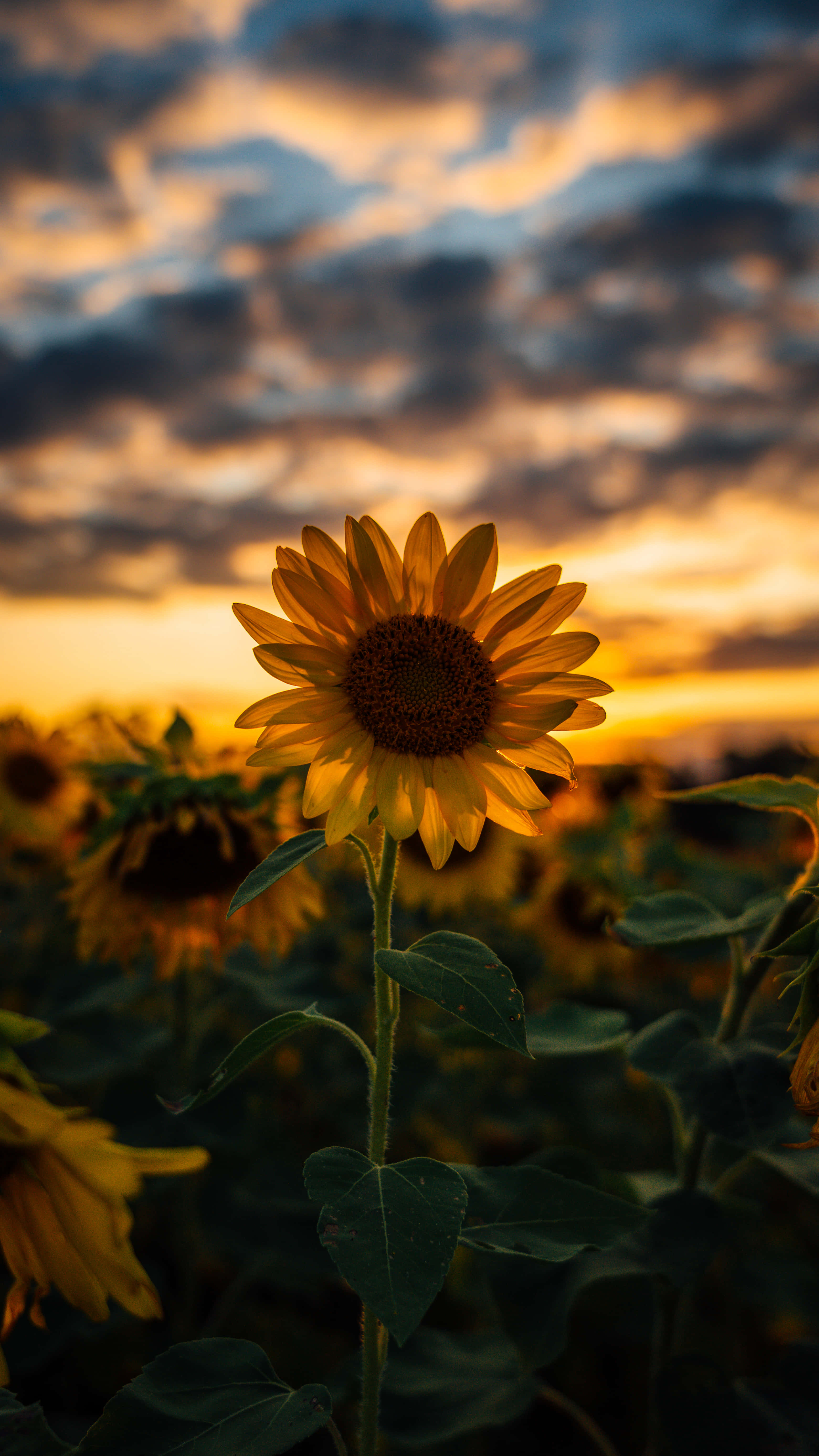 Aesthetic Sunflower 桌布 壁紙 — 一朵向日葵在田野中高高聳立，背景是壯麗的日落天空，金色雲彩。