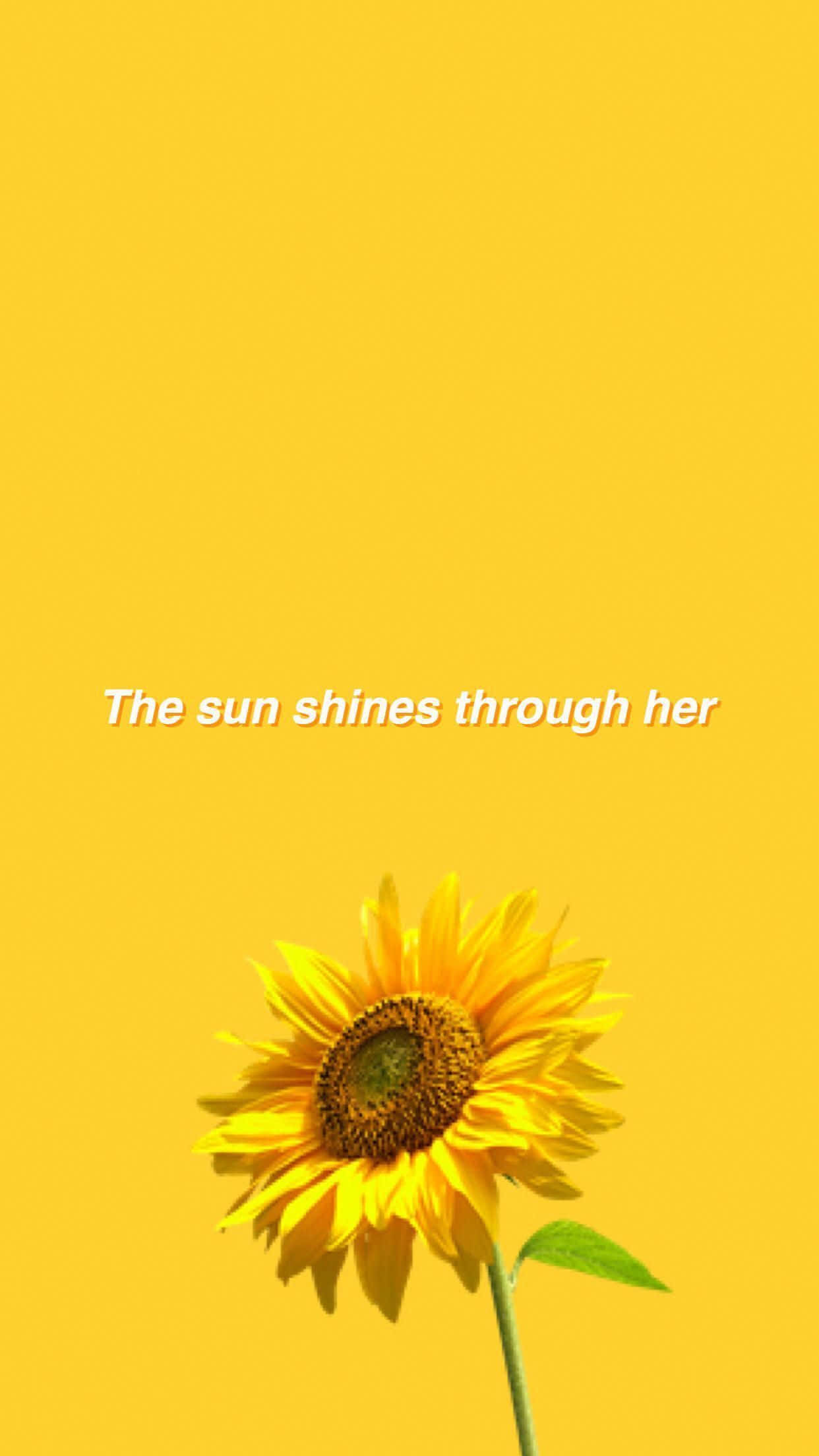 Sunflower Yellow Tumblr Aesthetic 桌布 壁紙 — 一朵向日葵在純黃色背景上綻放，柔和光線穿過花瓣。
