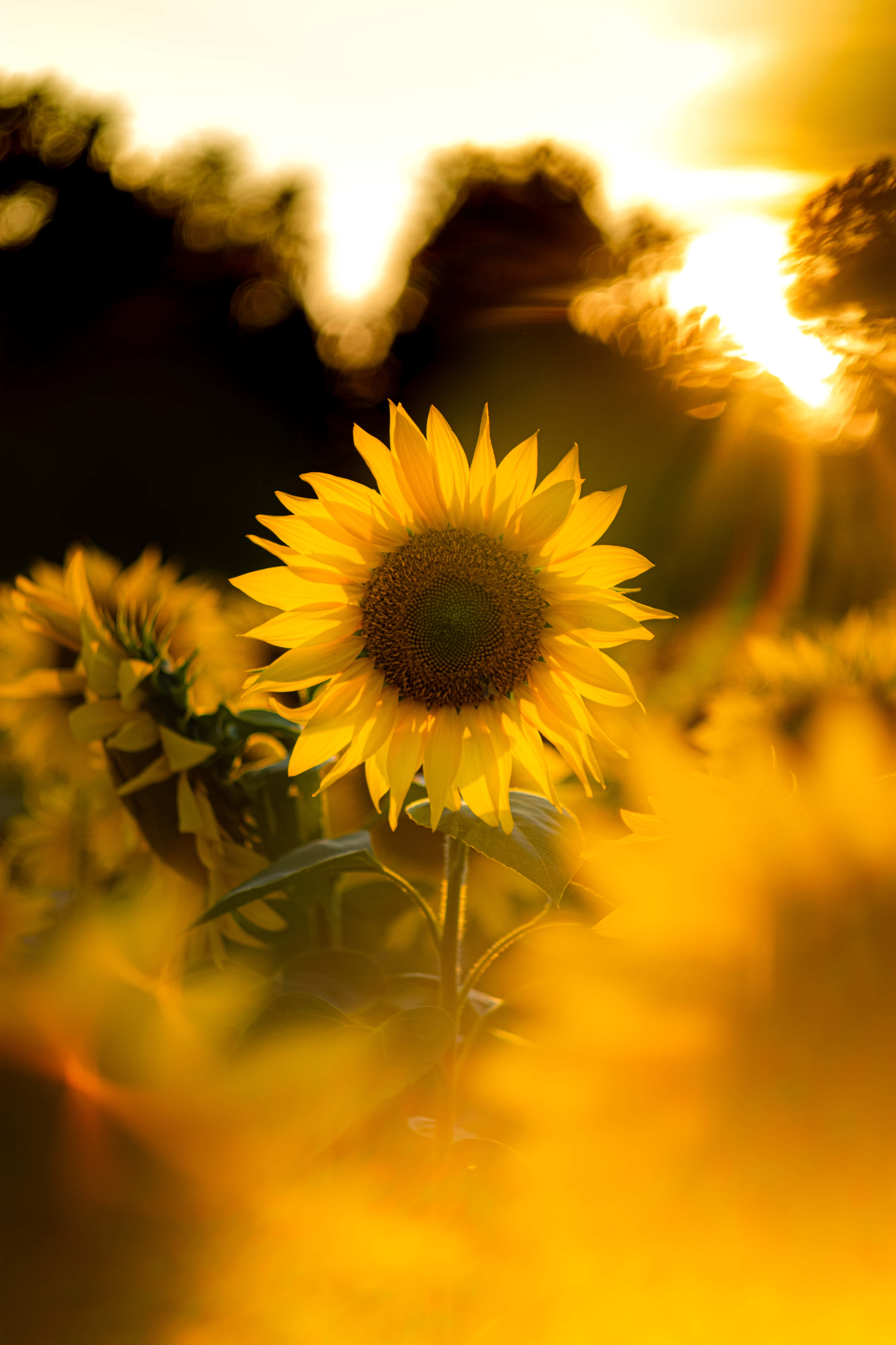 Aesthetic Sunflower 桌布 壁紙 — 一朵向日葵在金色夕陽下，伴隨著鏡頭光暈和模糊的樹葉，燦爛地綻放。