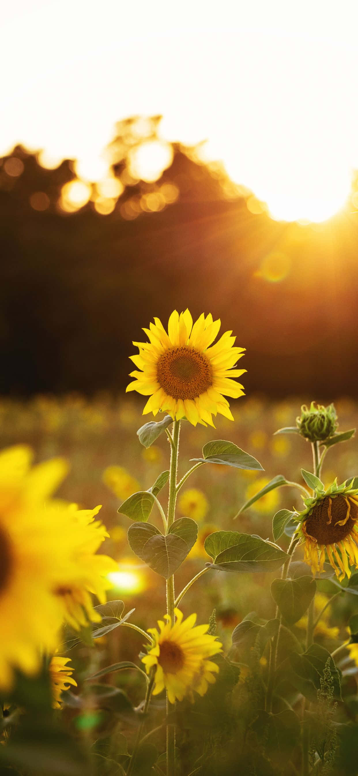 Sunflowers 桌布 壁紙 — 一朵向日葵在金色田野中高高聳立，夕陽在它身後落下，投射出溫暖的光芒和柔和的散景。