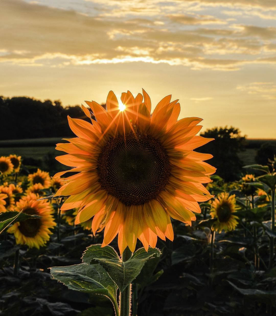 Sunflower And Roses 桌布 壁紙 — 一朵向日葵面向太陽，金色光芒從其中心迸發，映襯著溫暖的日落天空。
