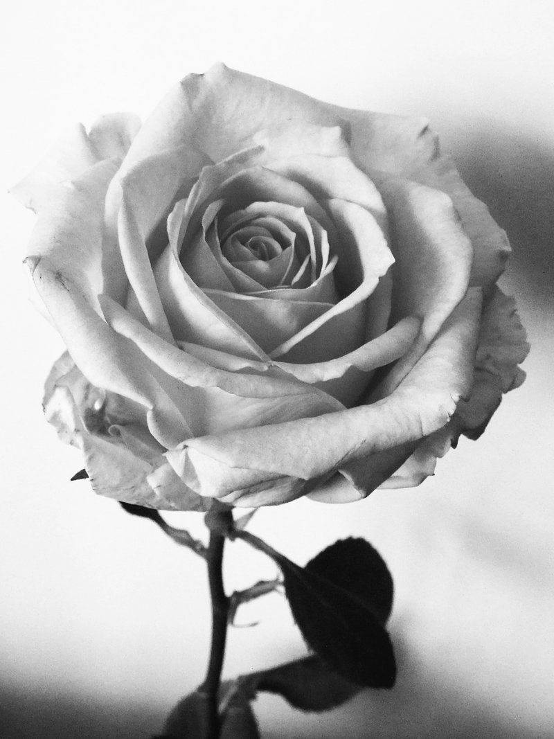 Rose Flower 桌布 壁紙 — 一朵單一玫瑰的黑白特寫，帶有精緻的分層花瓣和柔和陰影，背景簡潔。