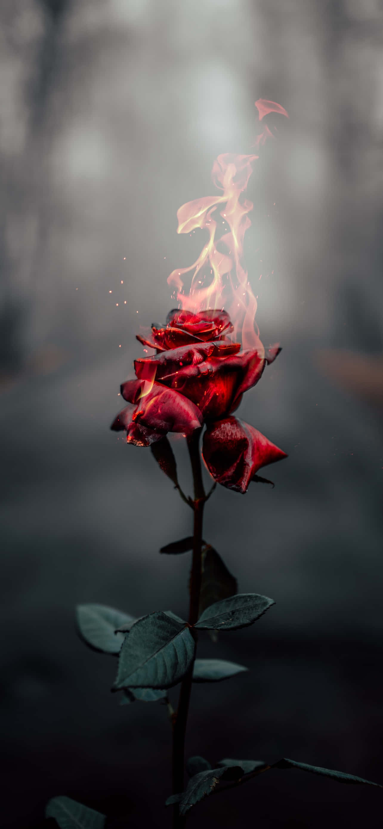 Roses 桌布 壁紙 — 一朵單一的紅玫瑰在霧濛濛的黑暗森林背景下，以溫和的火焰燃燒。