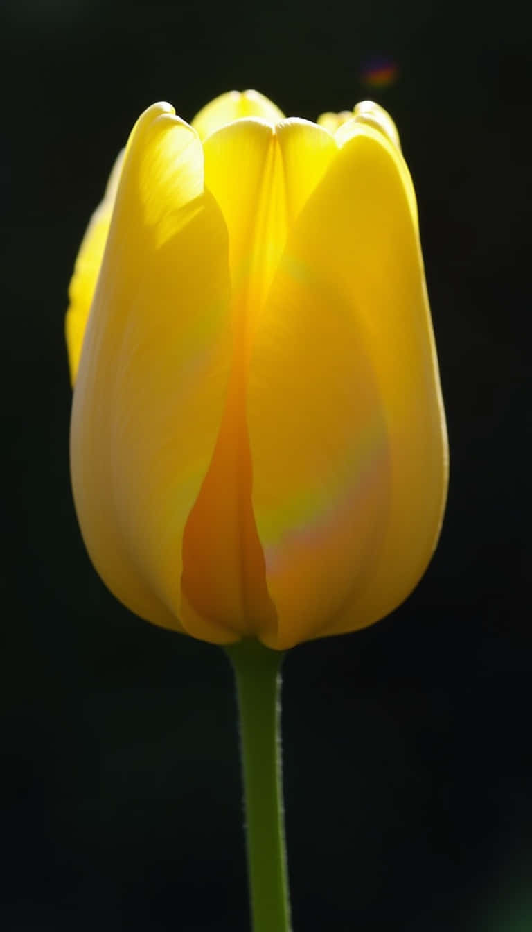 Flower 壁紙 — 一朵單一的黃色鬱金香，在黑暗背景下逆光拍攝，柔和的鏡頭光暈突顯其精緻的花瓣。